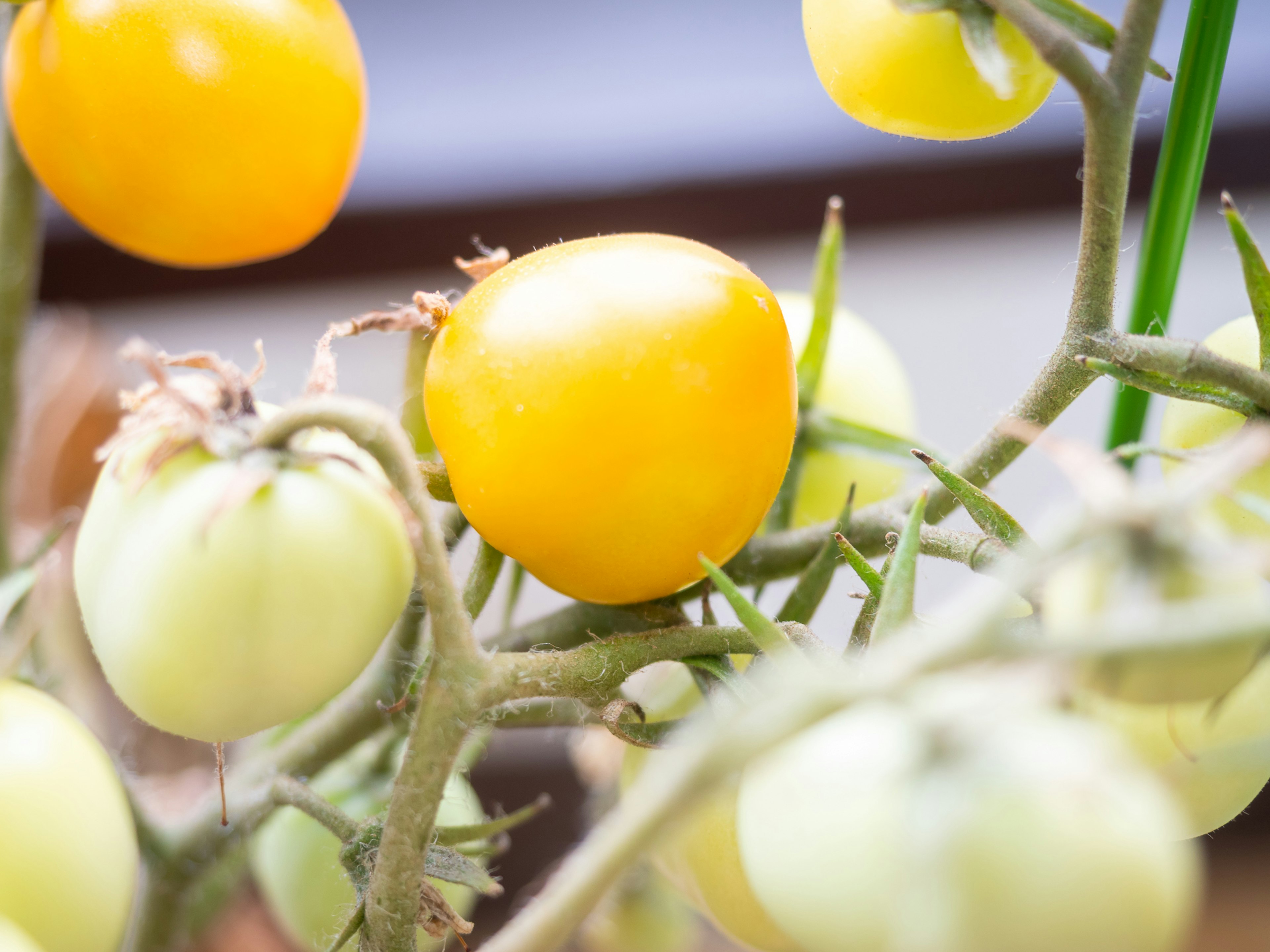 Close-up of a plant featuring yellow tomatoes and green stems