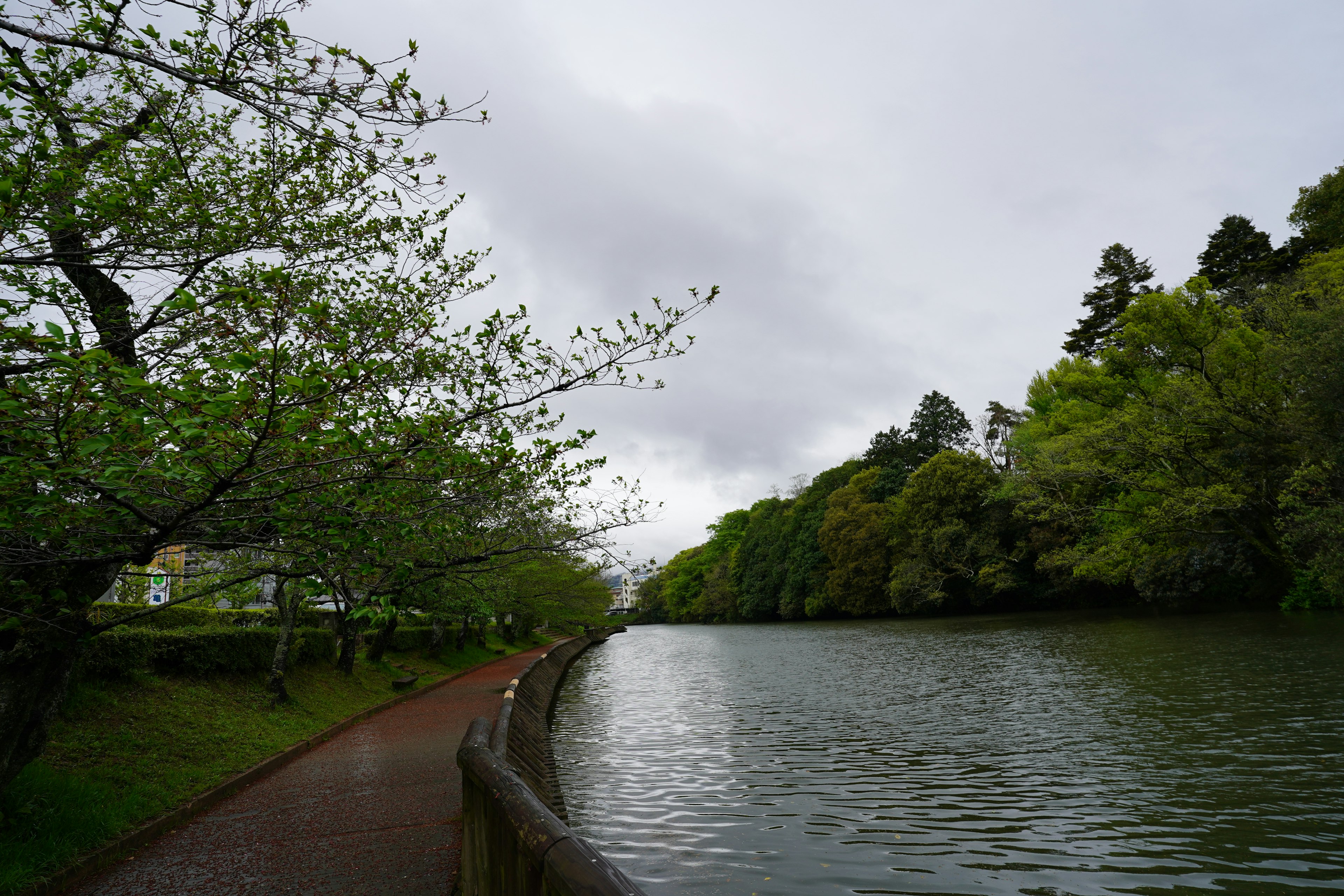 川の近くの緑豊かな公園の風景 曇り空と桜の木が特徴