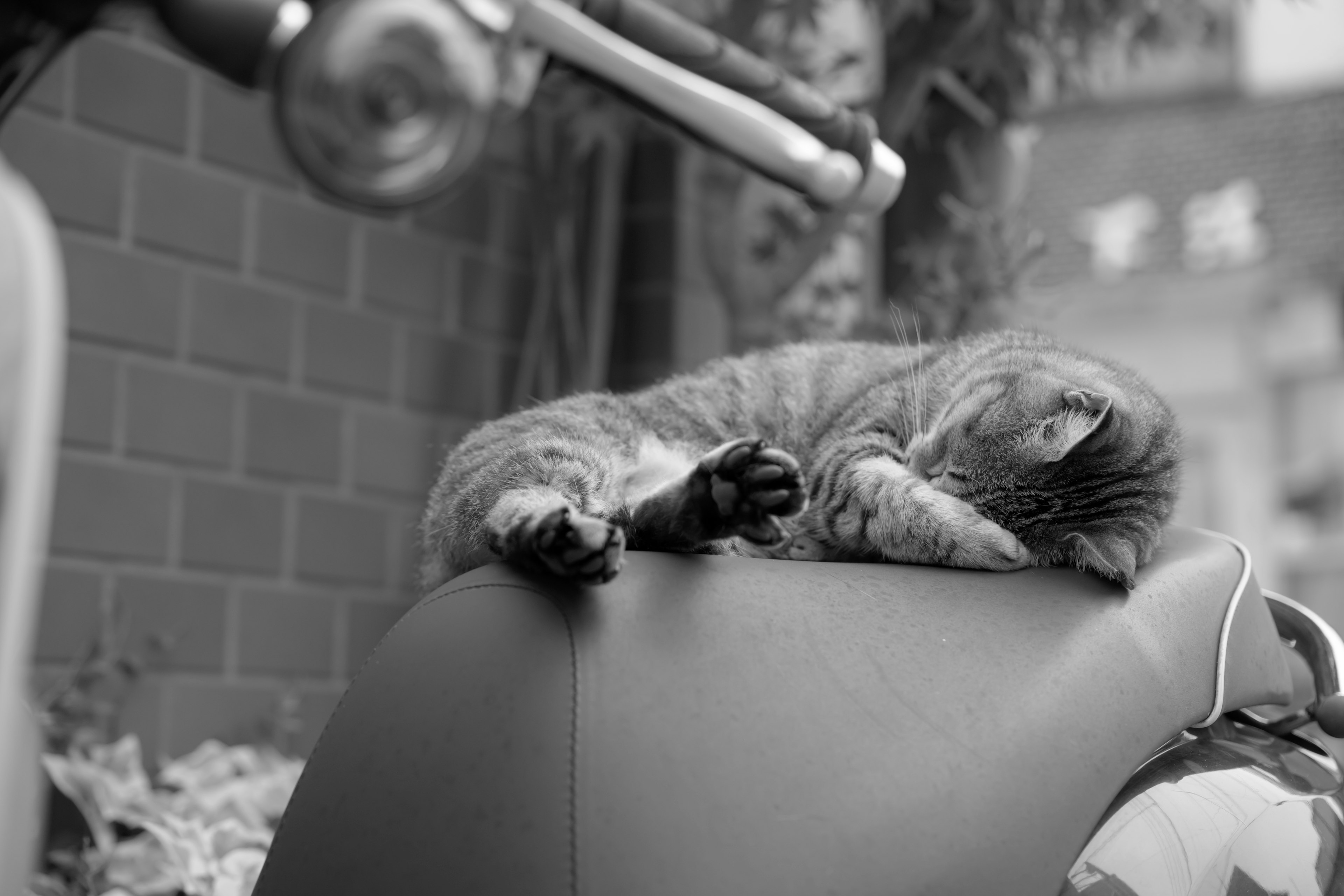 Un gatto bianco e nero che dorme su un sedile di moto