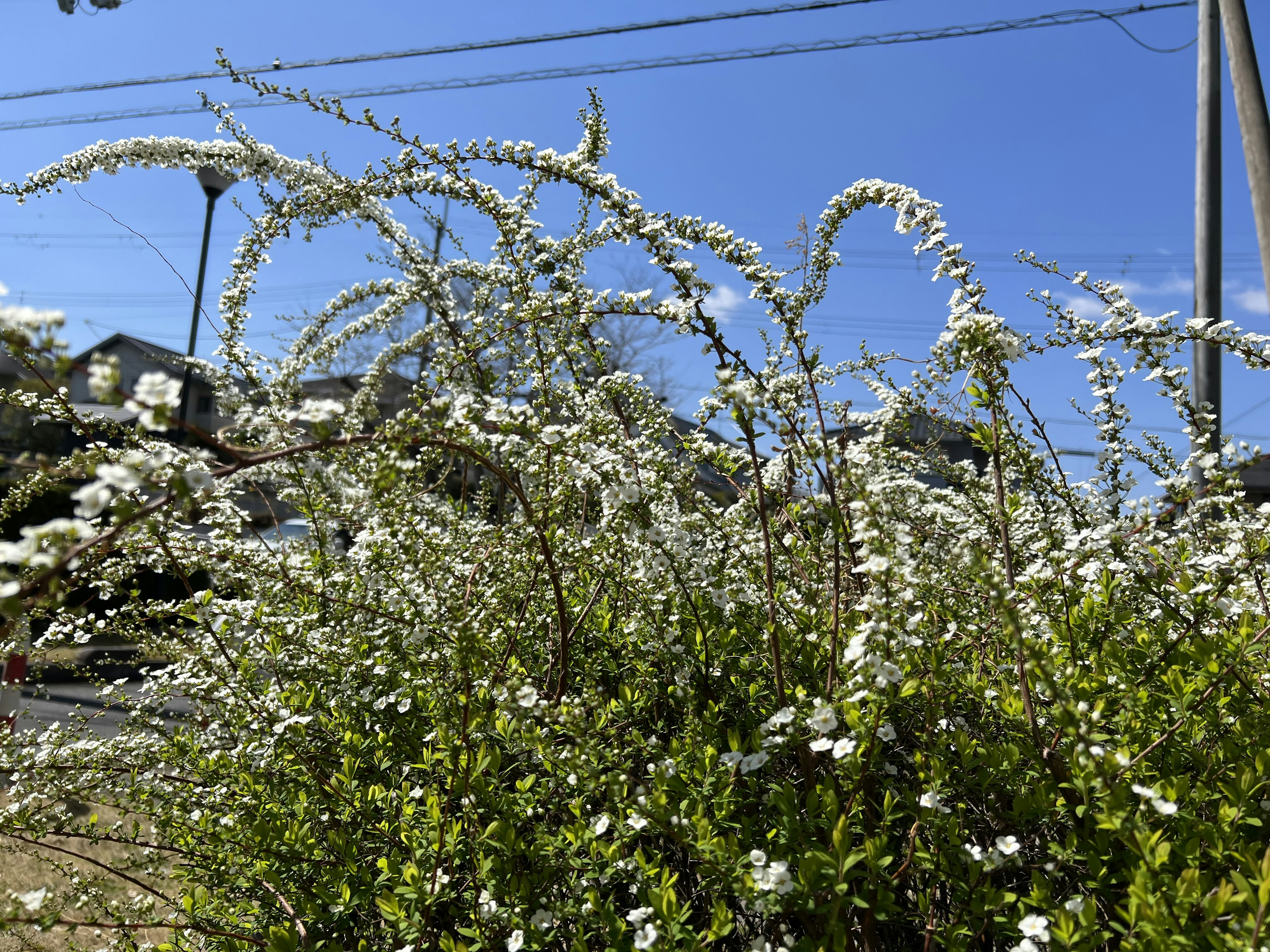 青空の下に咲く白い花の植物と緑の葉