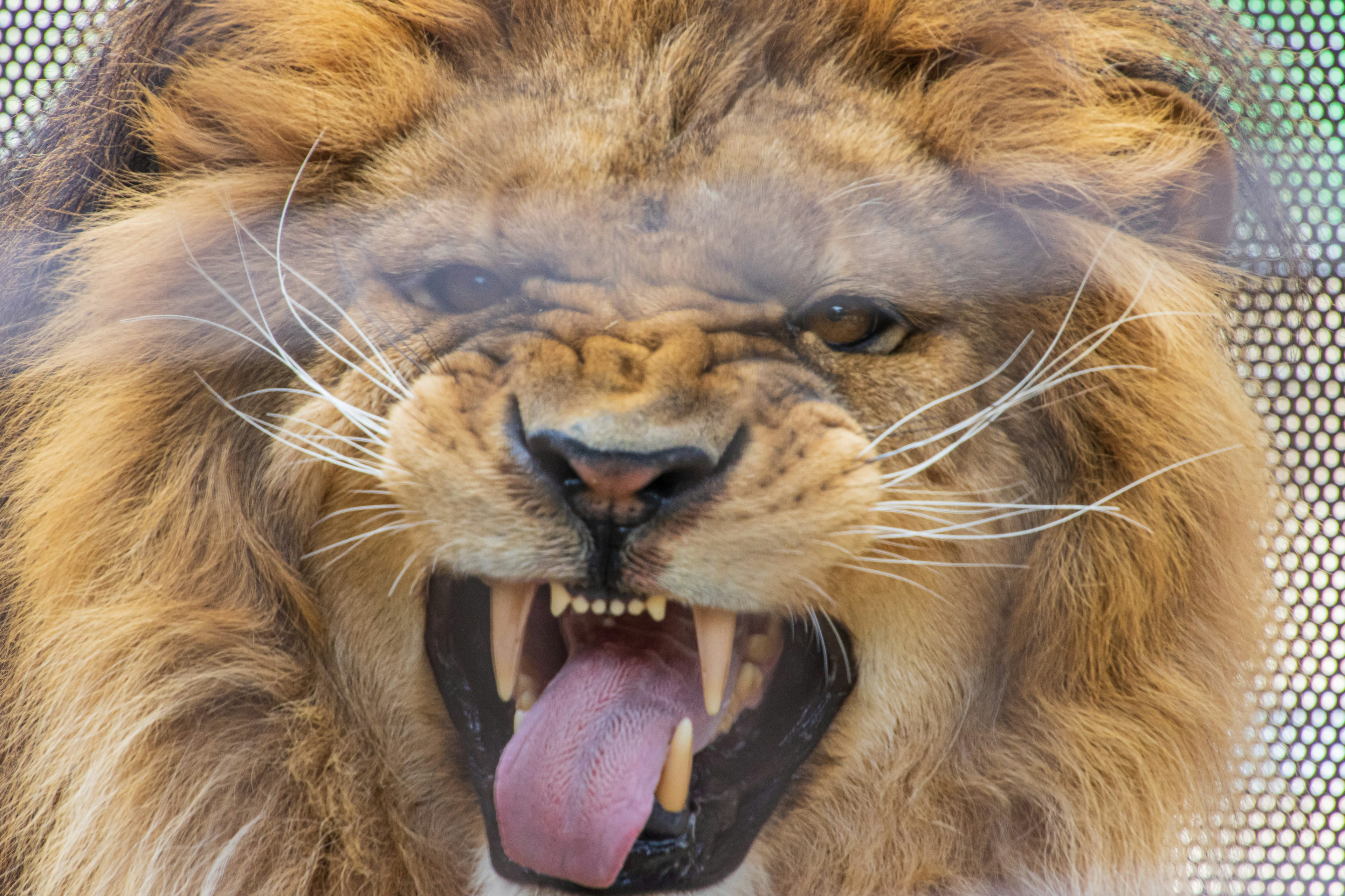 Primo piano di un leone che mostra un'espressione arrabbiata con la lingua di fuori