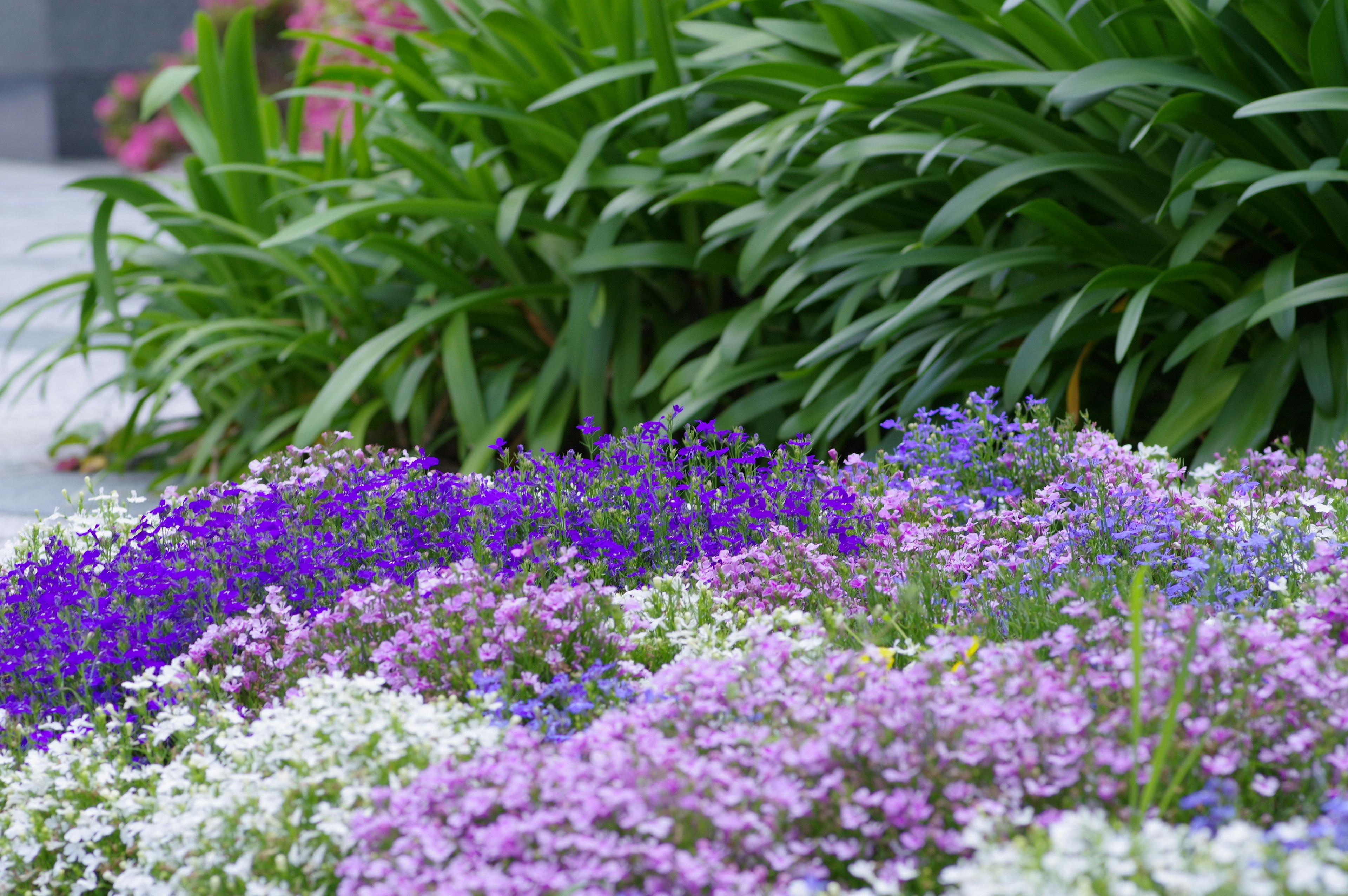 Flores coloridas en plena floración con tonos morados y blancos acompañados de hojas verdes exuberantes