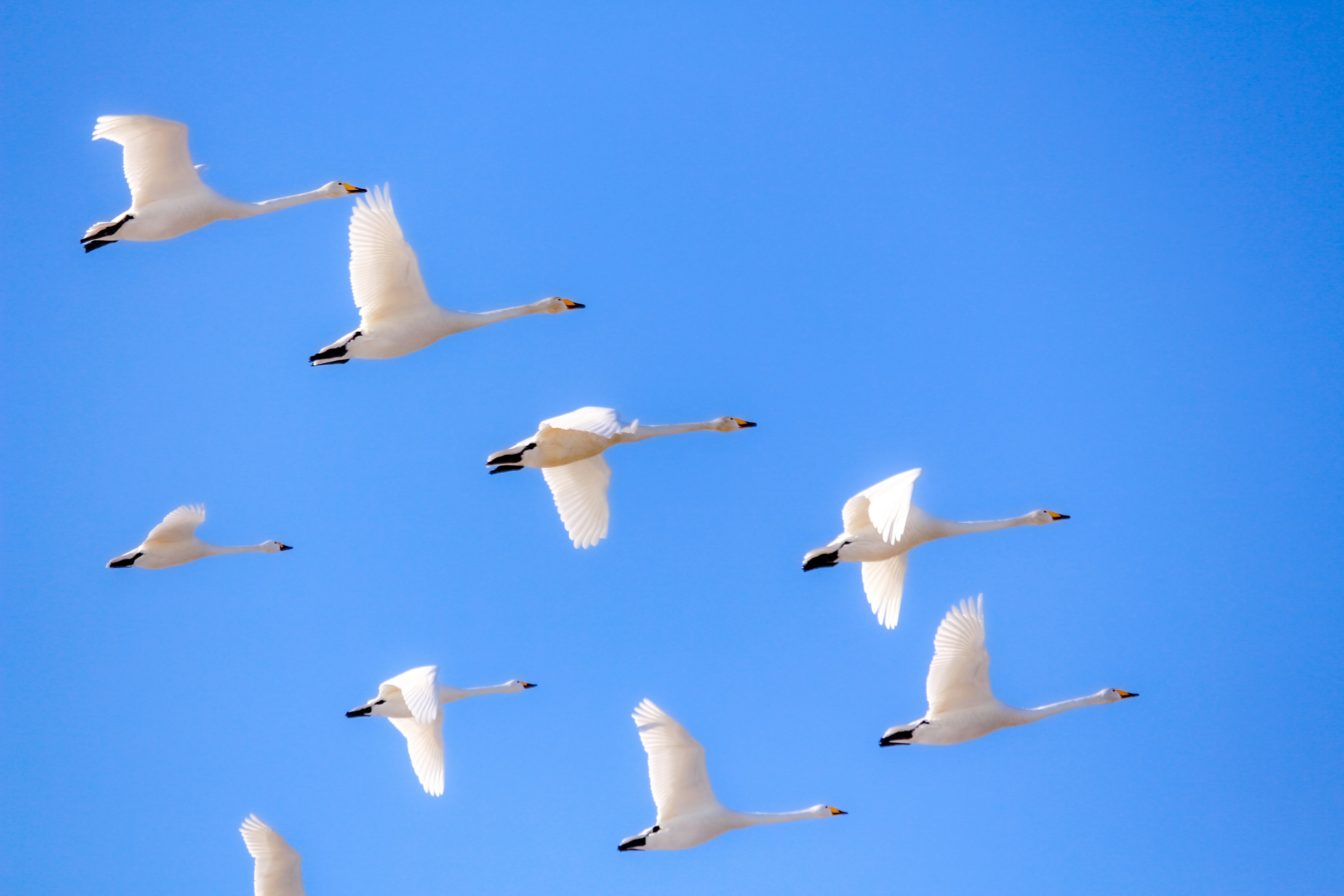 Un grupo de cisnes blancos volando contra un cielo azul