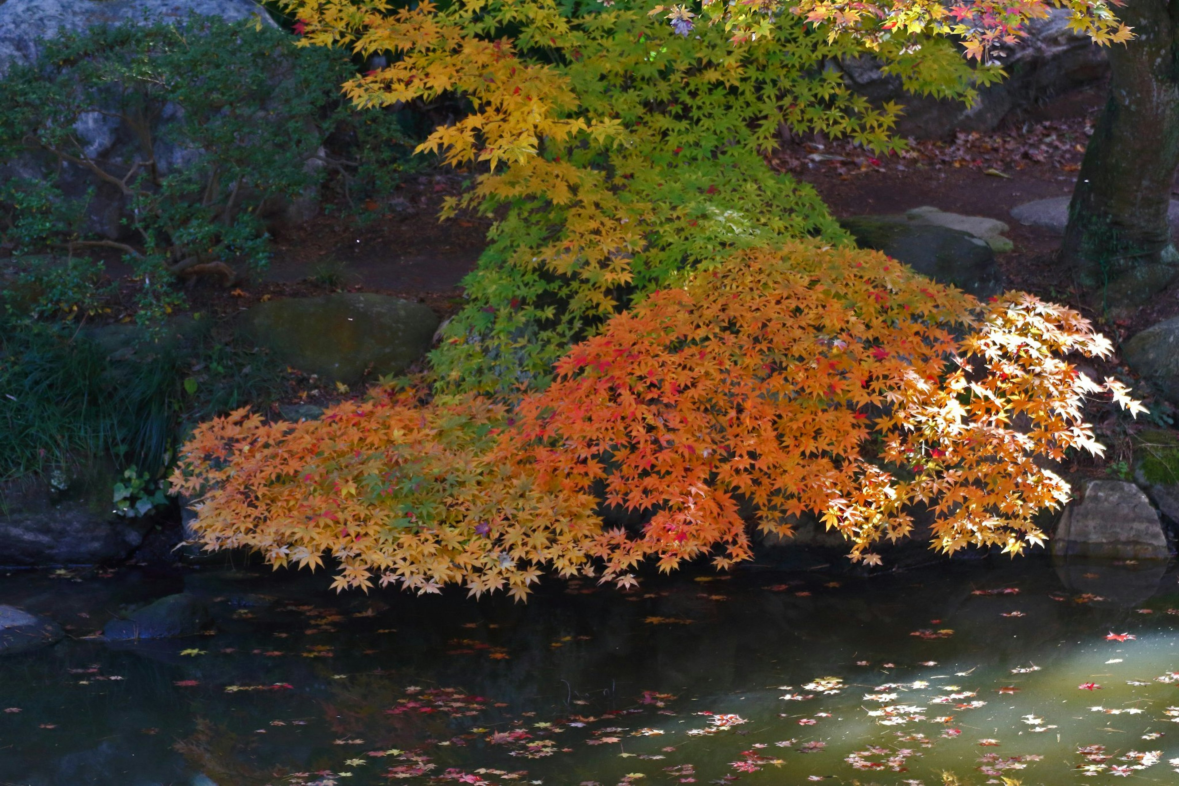 Vibrant autumn foliage reflecting on calm water