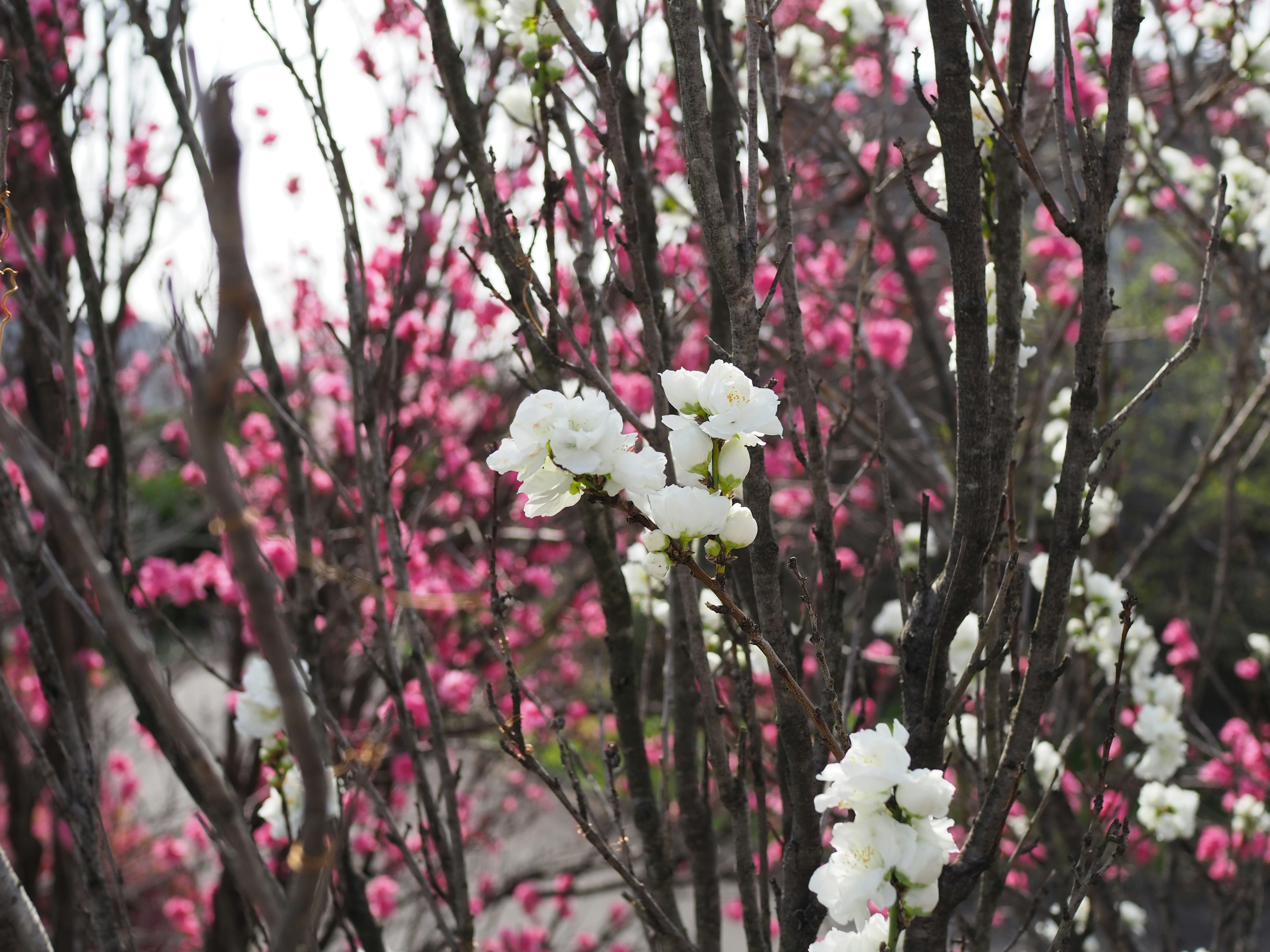 白い花とピンクの花が咲く木の枝が見える風景