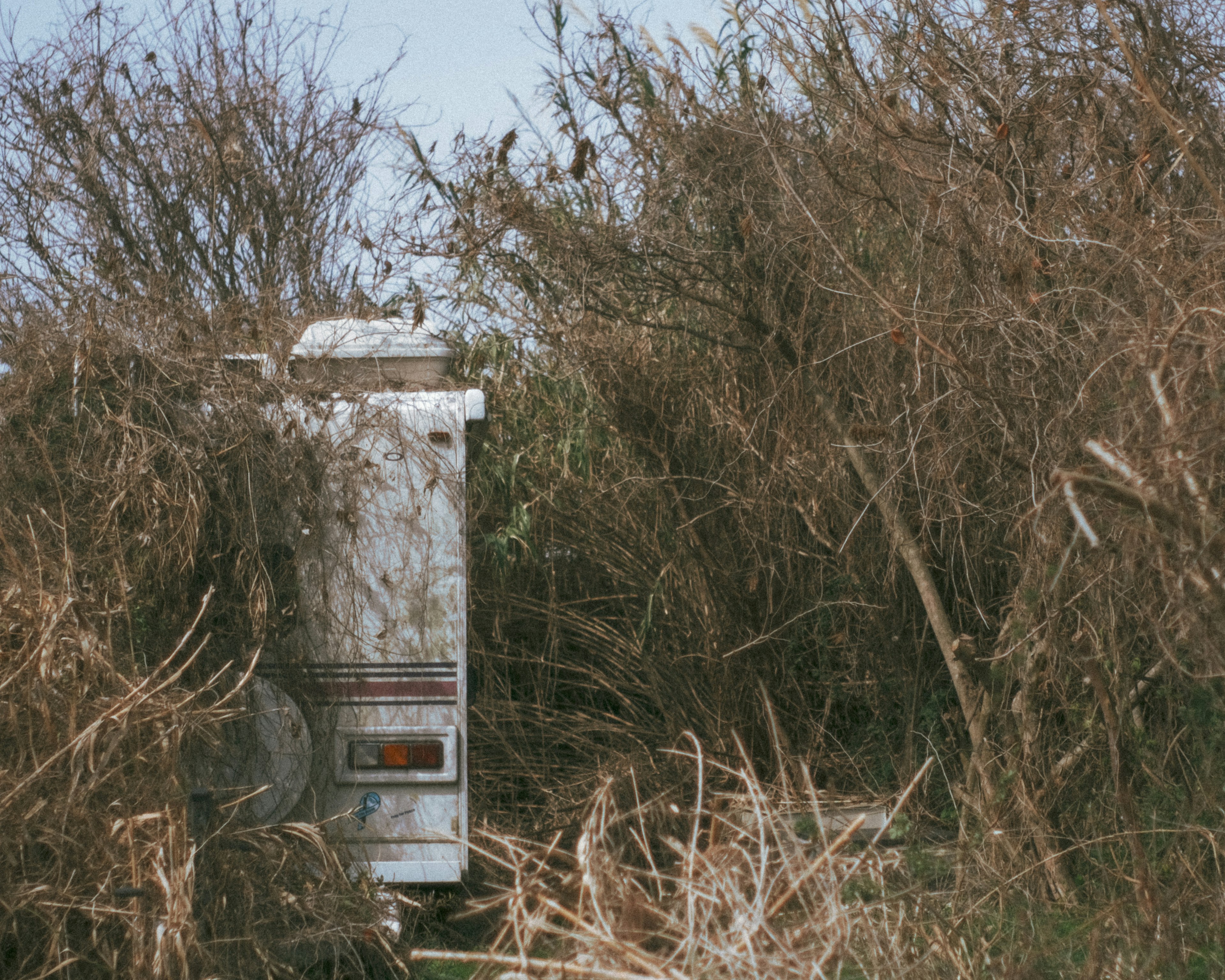 part of an old vehicle covered by grass and bushes