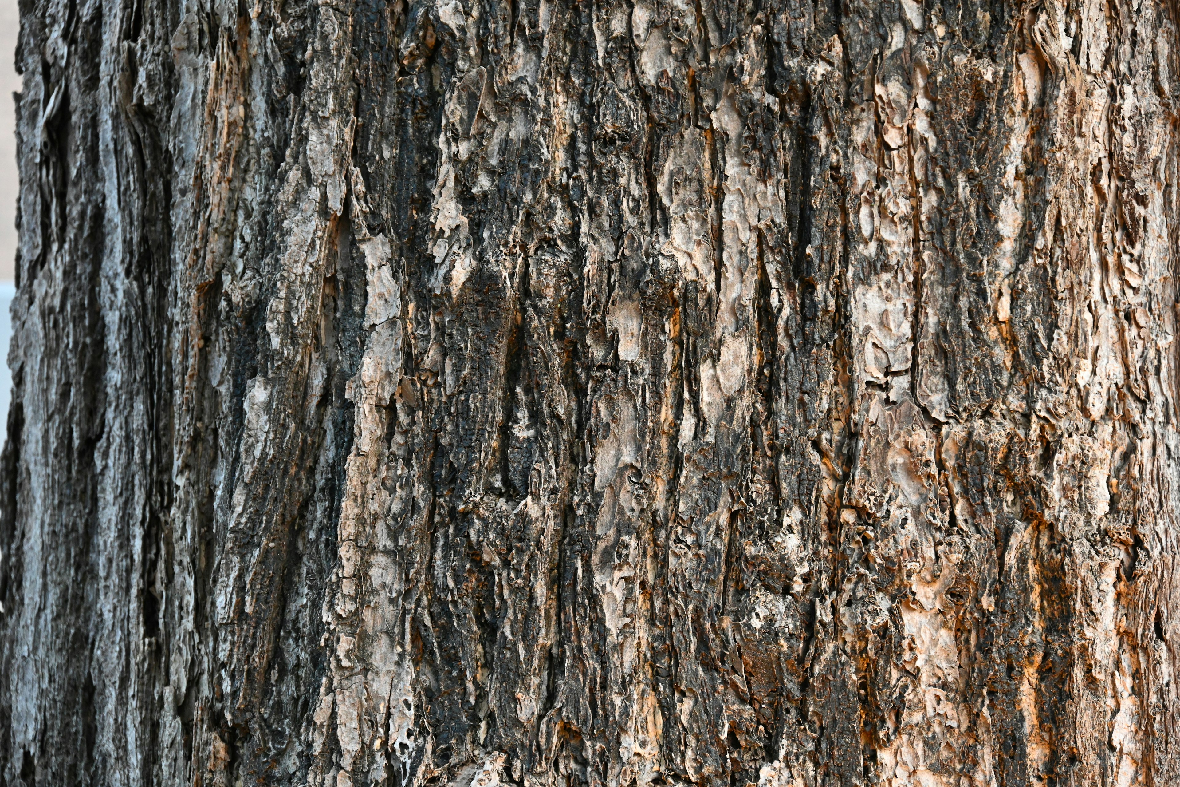 Acercamiento de la textura detallada de la corteza de un árbol