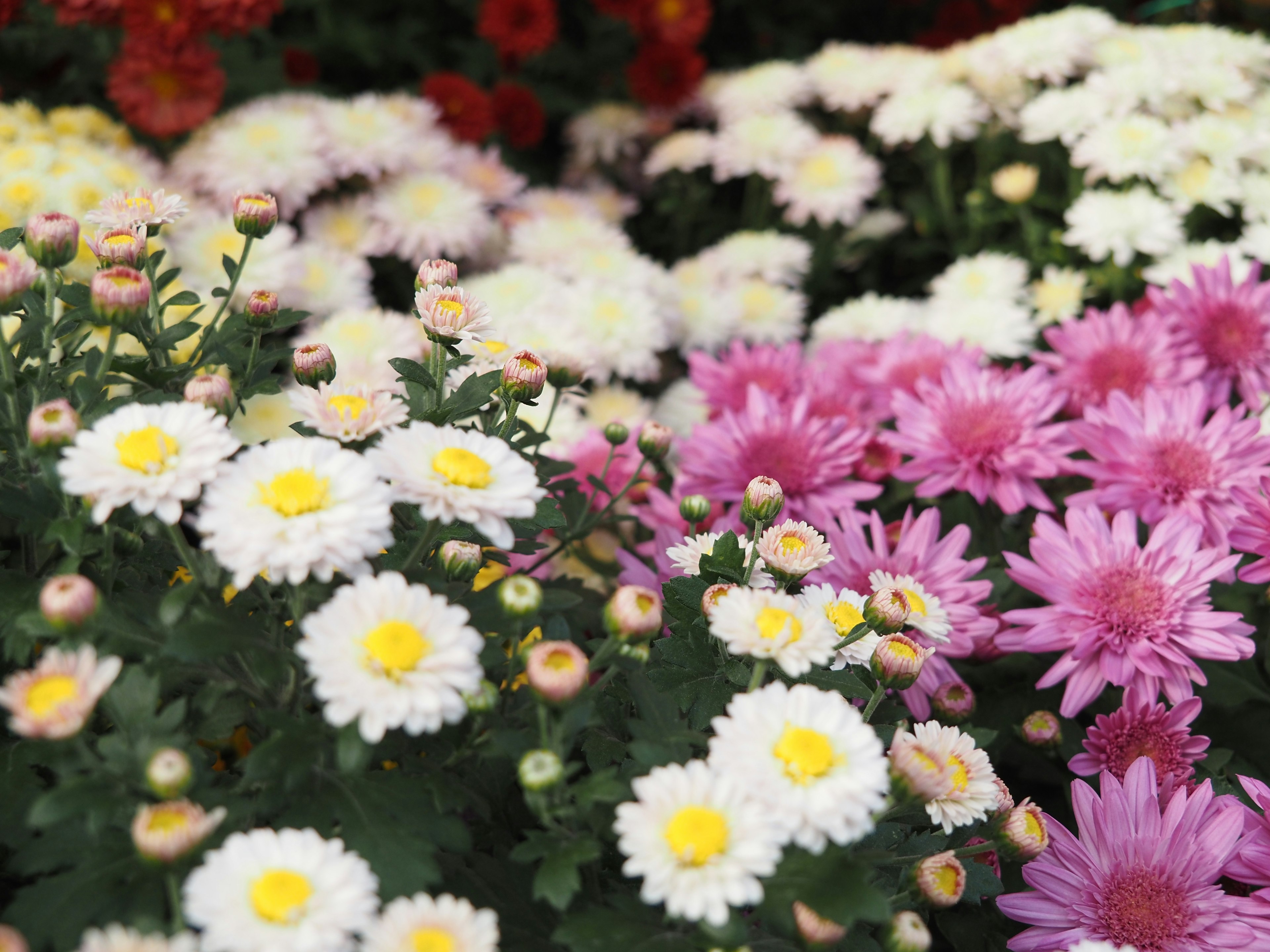 Colorful flowers in bloom featuring white and pink blooms