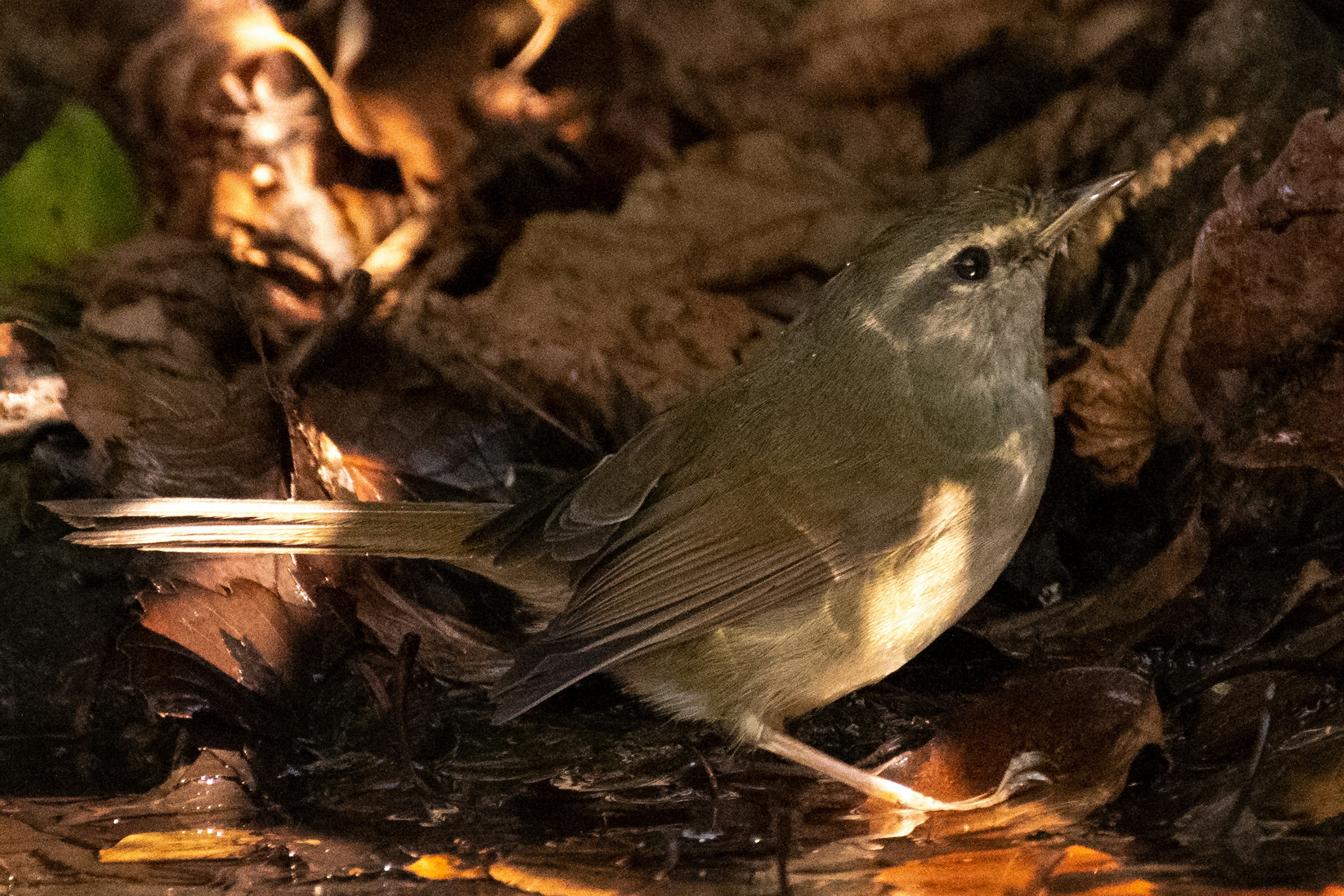 A small wild bird perched among fallen leaves