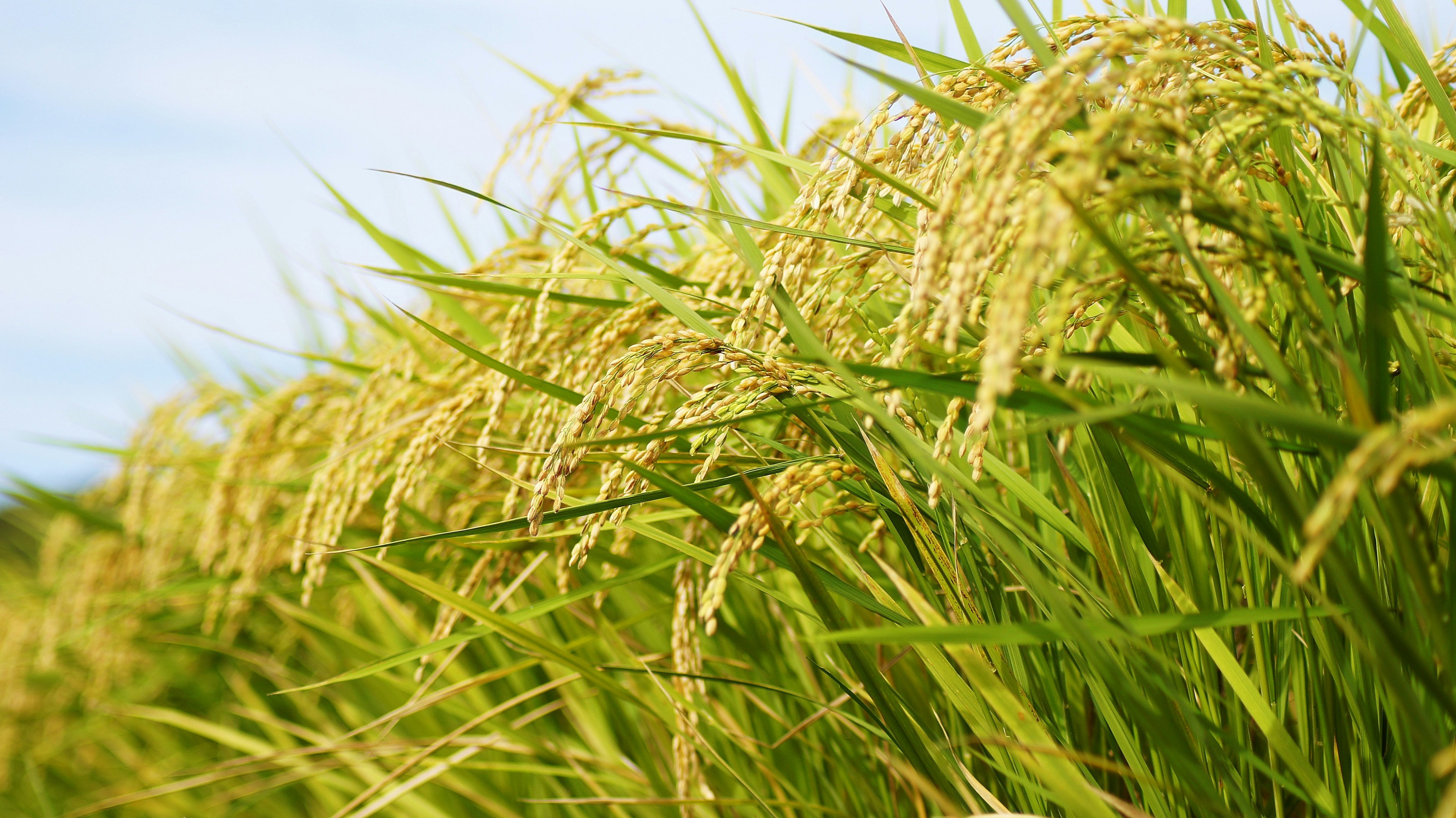 Goldene Reiskolben, die im Wind unter einem blauen Himmel schwanken