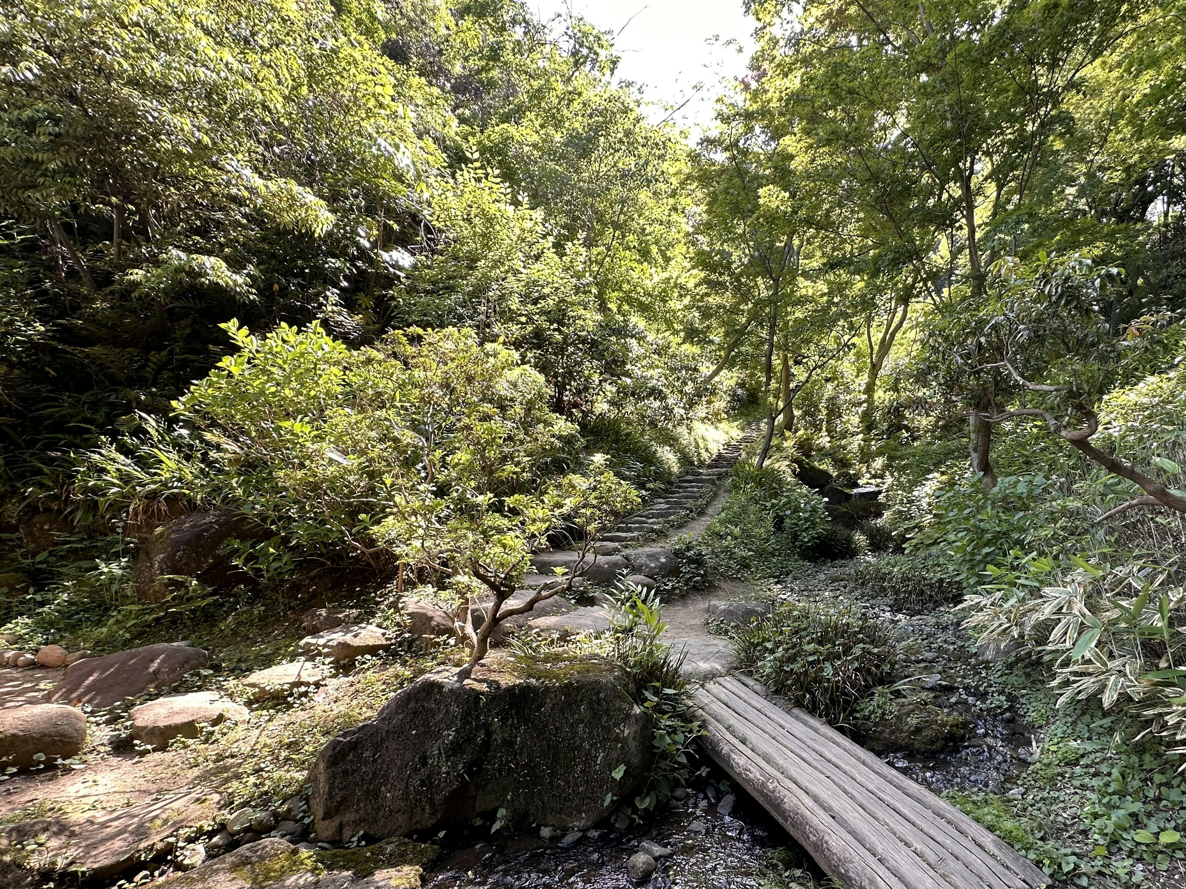 緑豊かな森林の小道と木の橋が見える風景