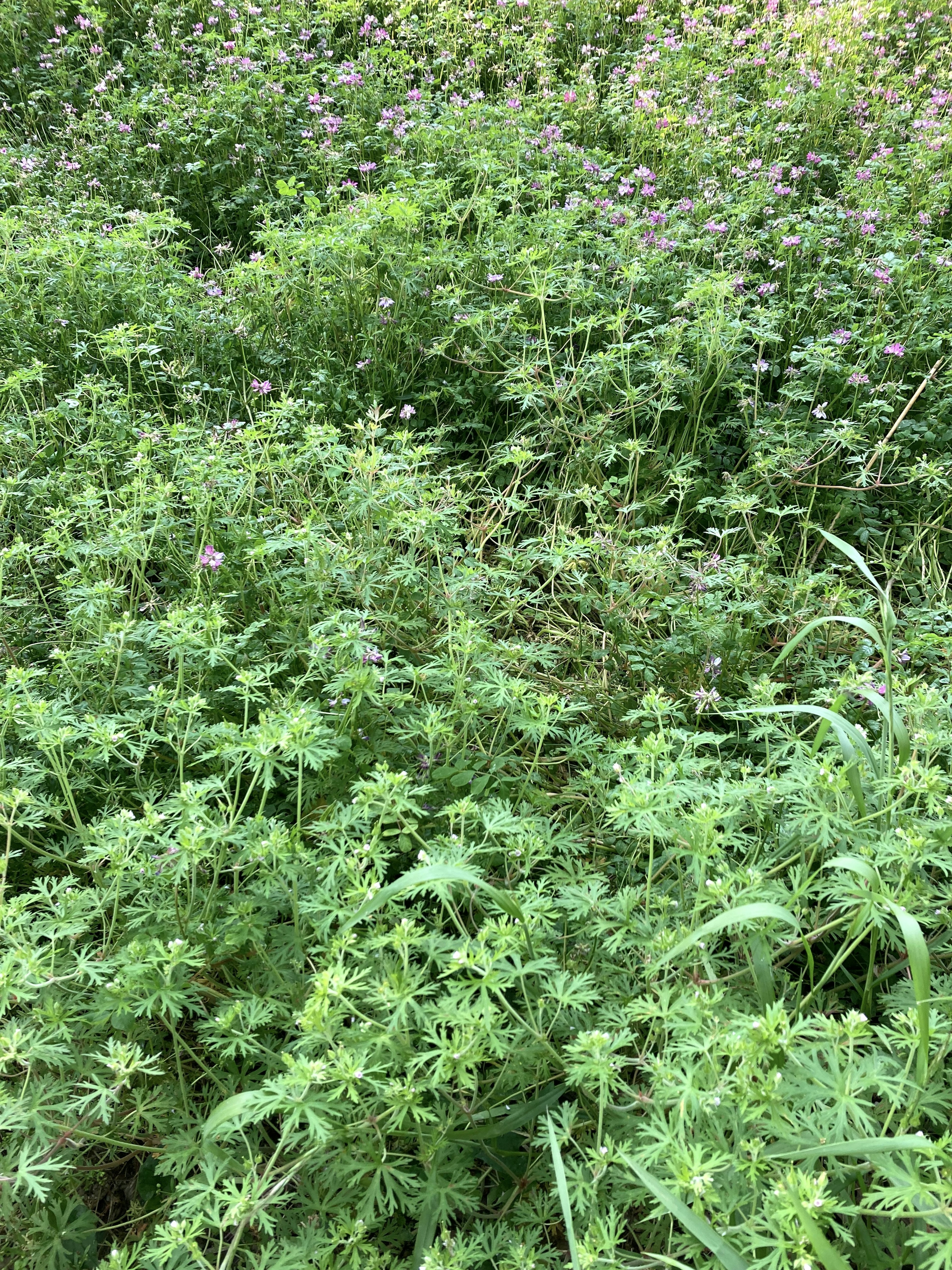 茂密的绿色植物，包含多种植物