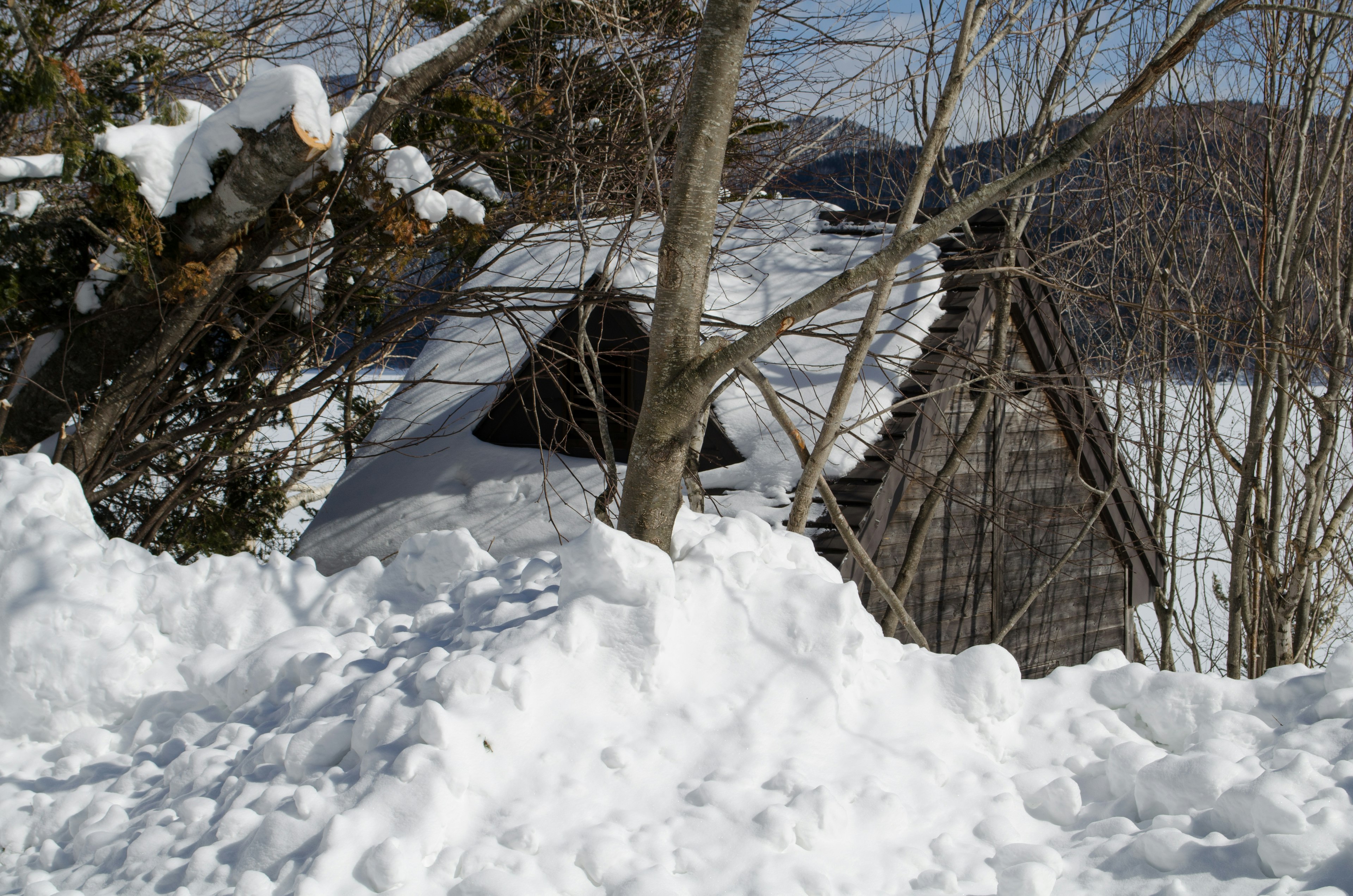 Ancienne cabane recouverte de neige avec des arbres environnants