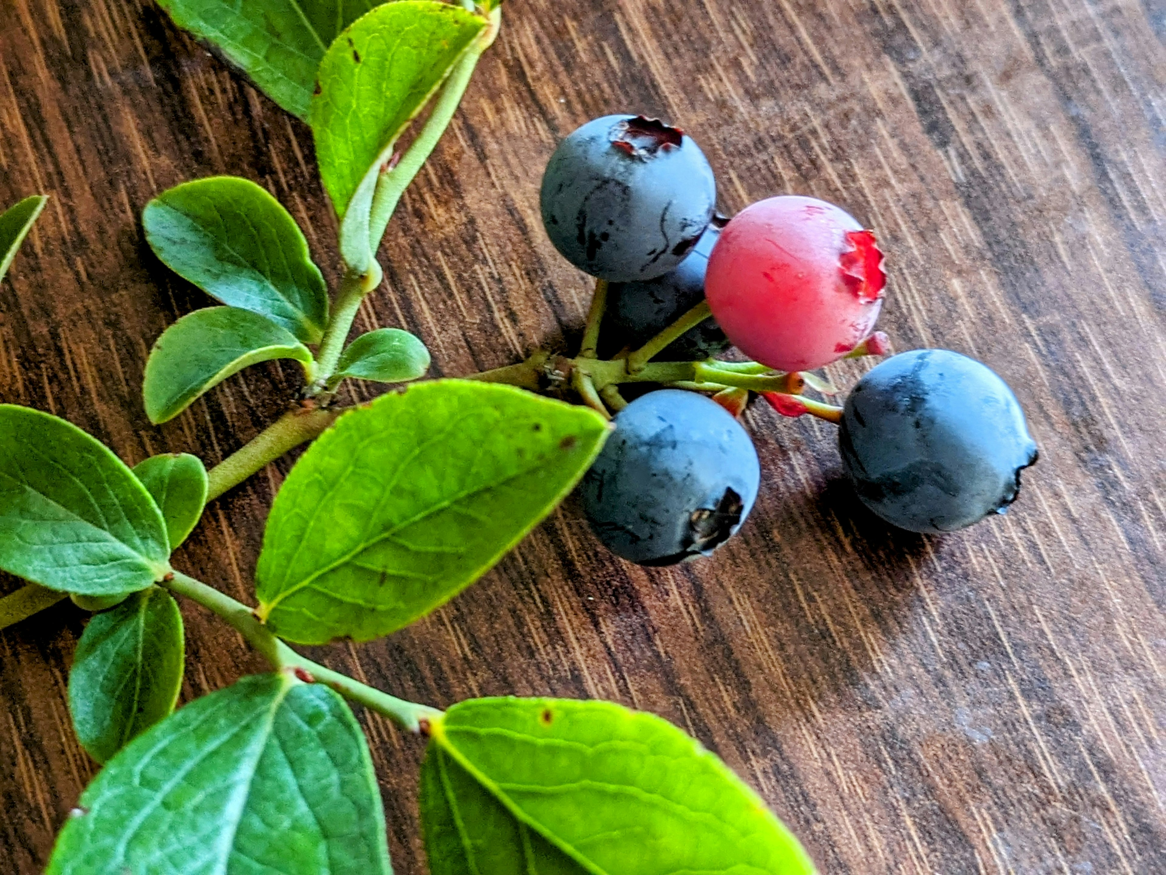 Blaubeeren mit grünen Blättern auf einem Holztisch