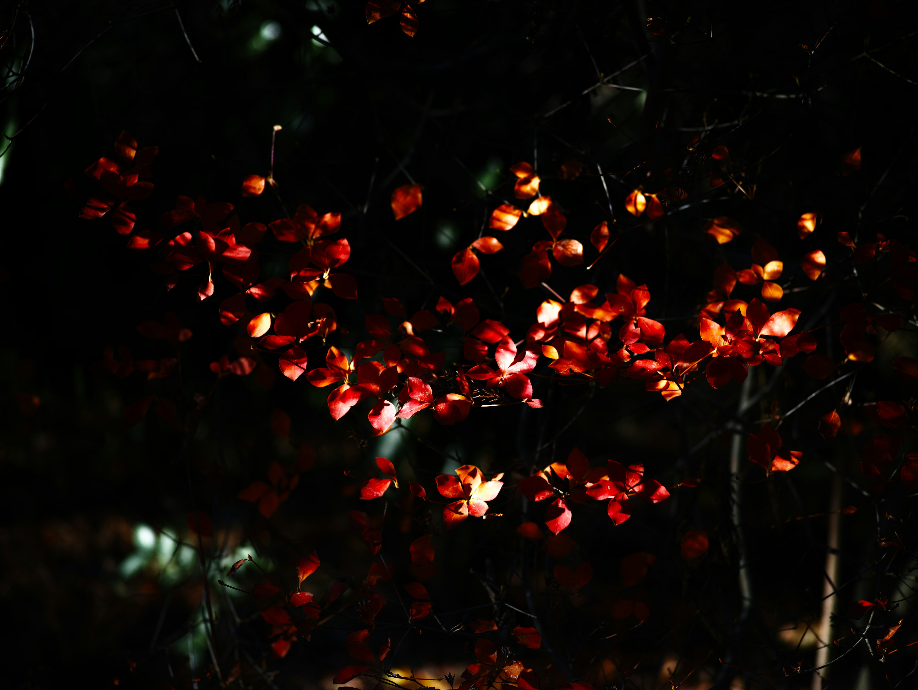 Ramas con hojas rojas y naranjas iluminadas contra un fondo oscuro