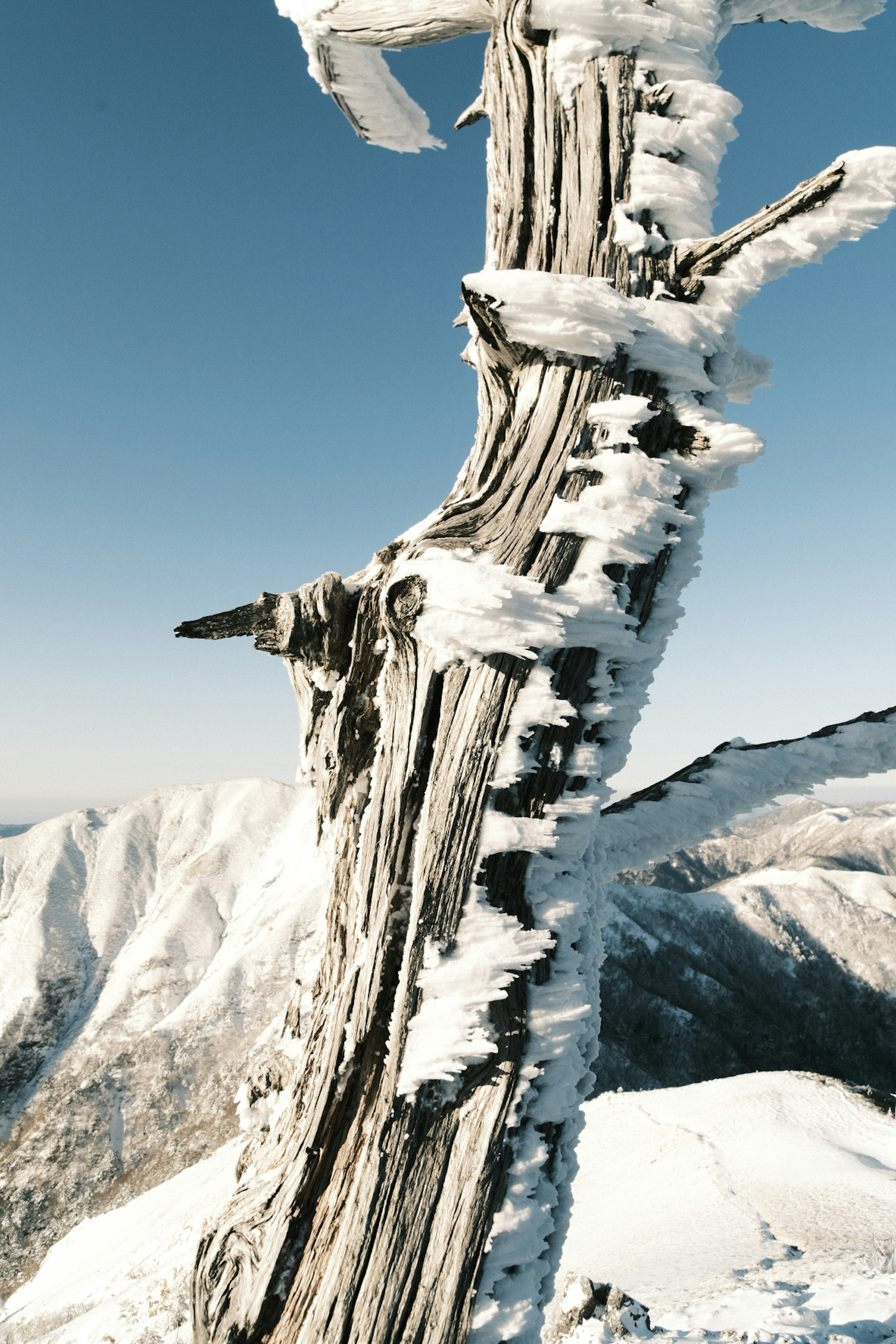 Tronco d'albero vecchio coperto di neve con cielo blu