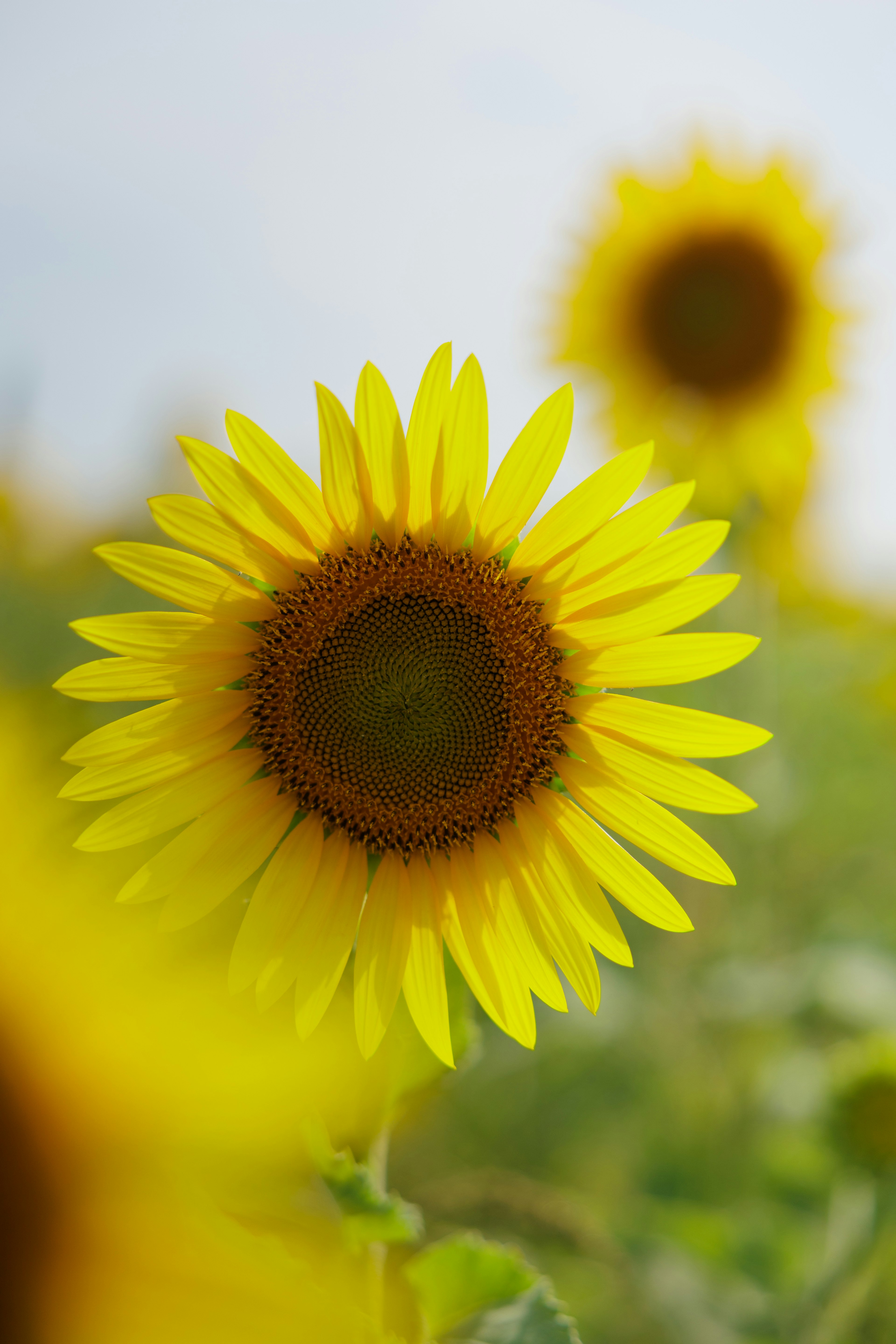 Tournesols vibrants fleurissant dans un champ