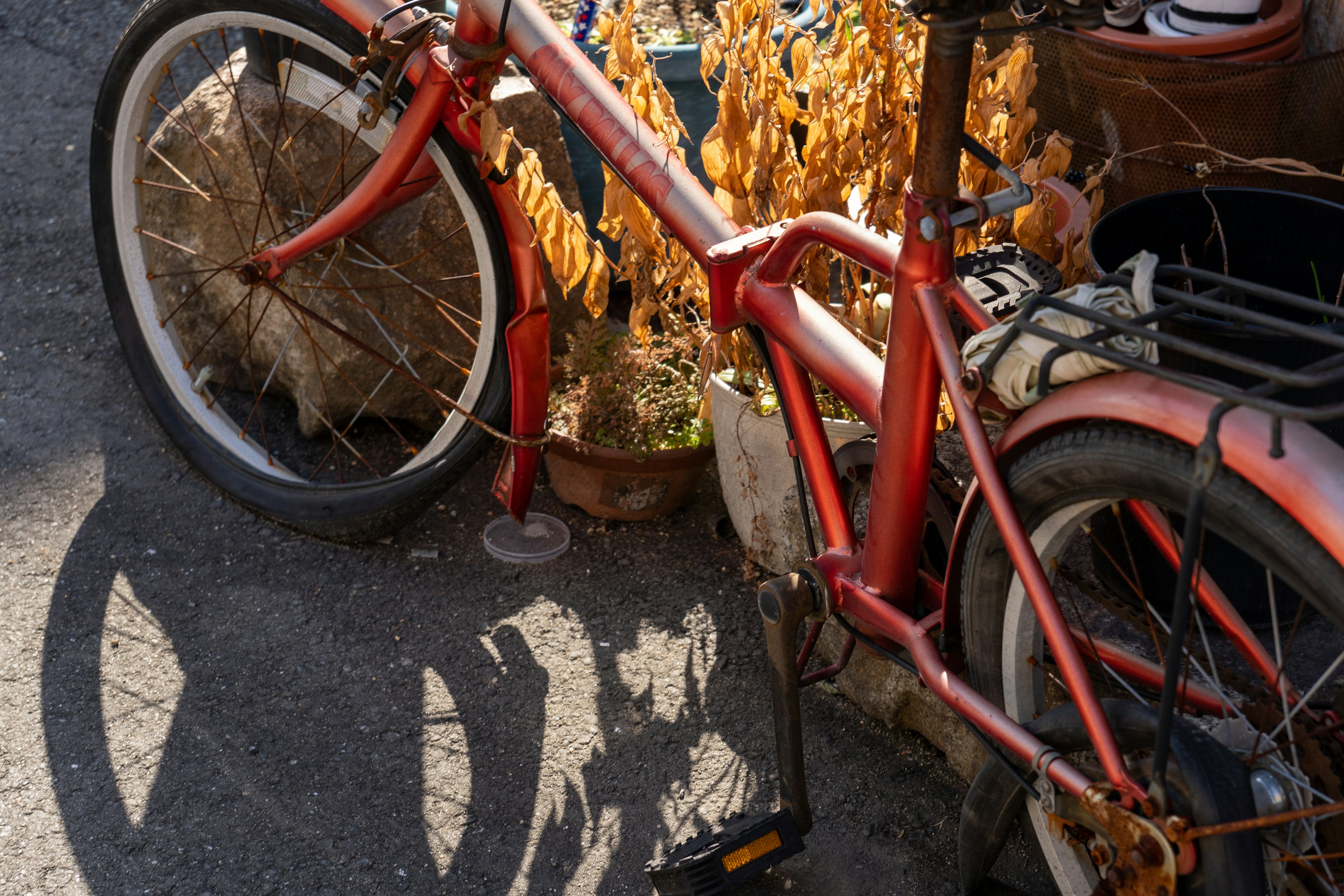 A red bicycle positioned next to dried plants