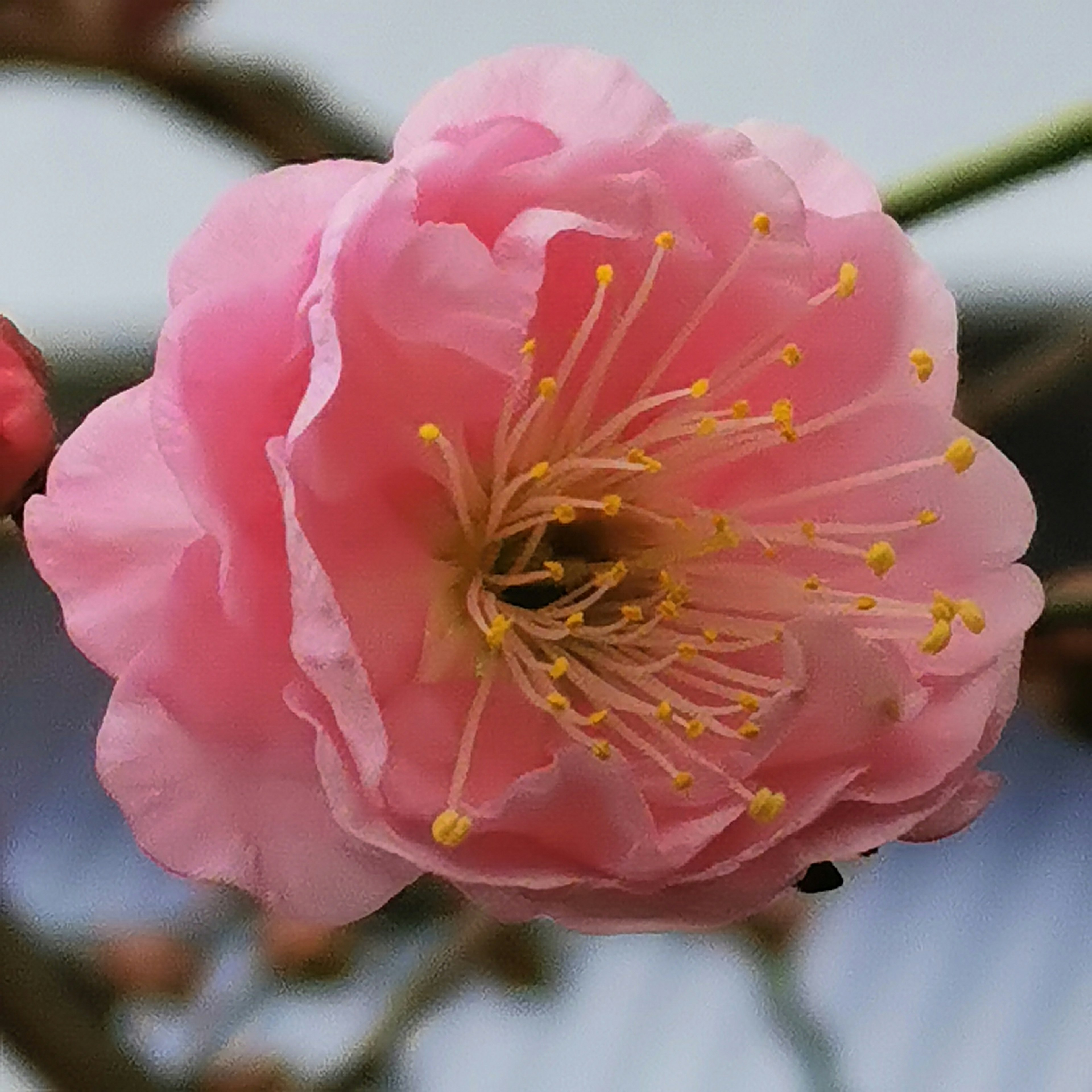 Primo piano di un fiore rosa con stami gialli prominenti