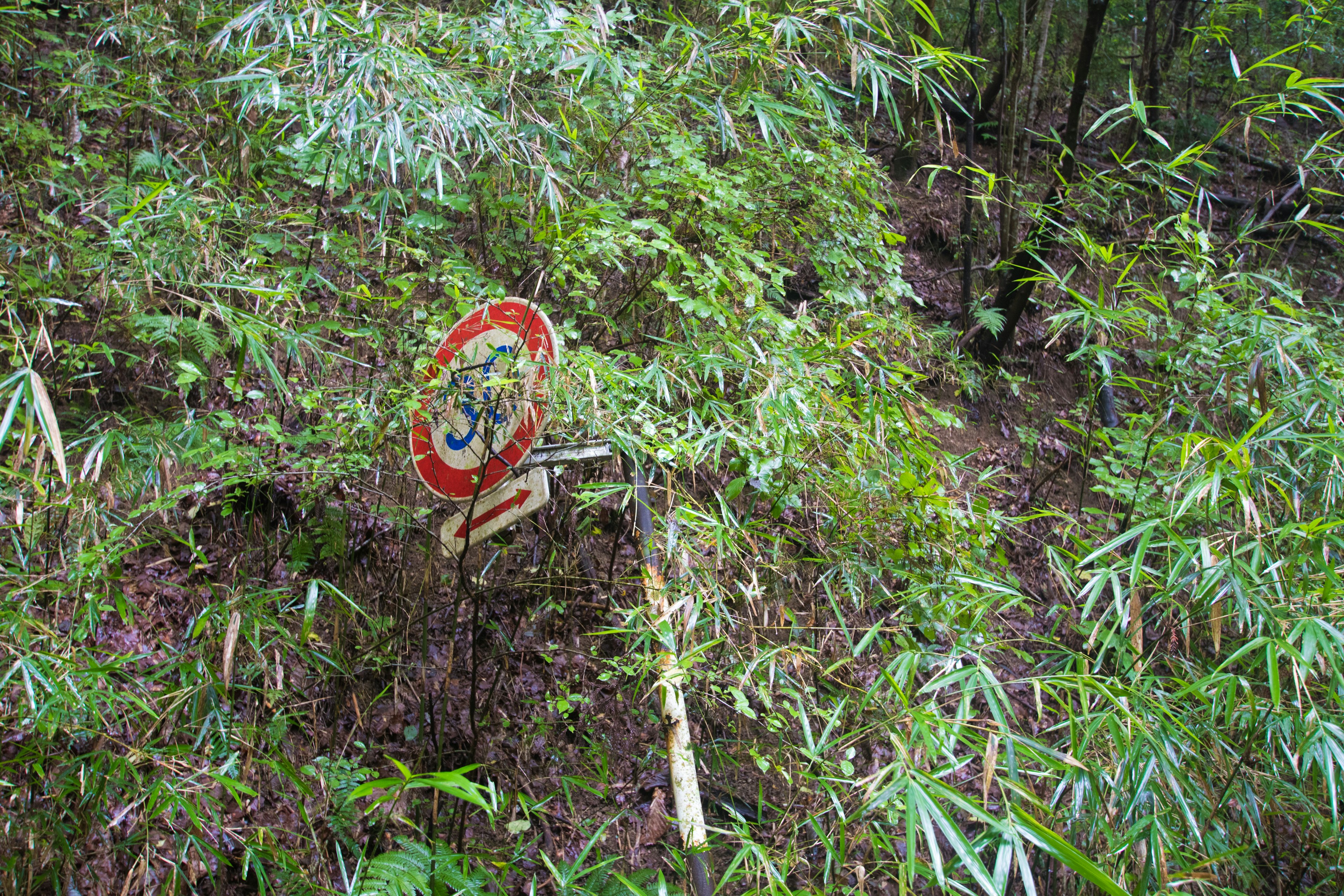 Image of a sign hidden among bamboo foliage