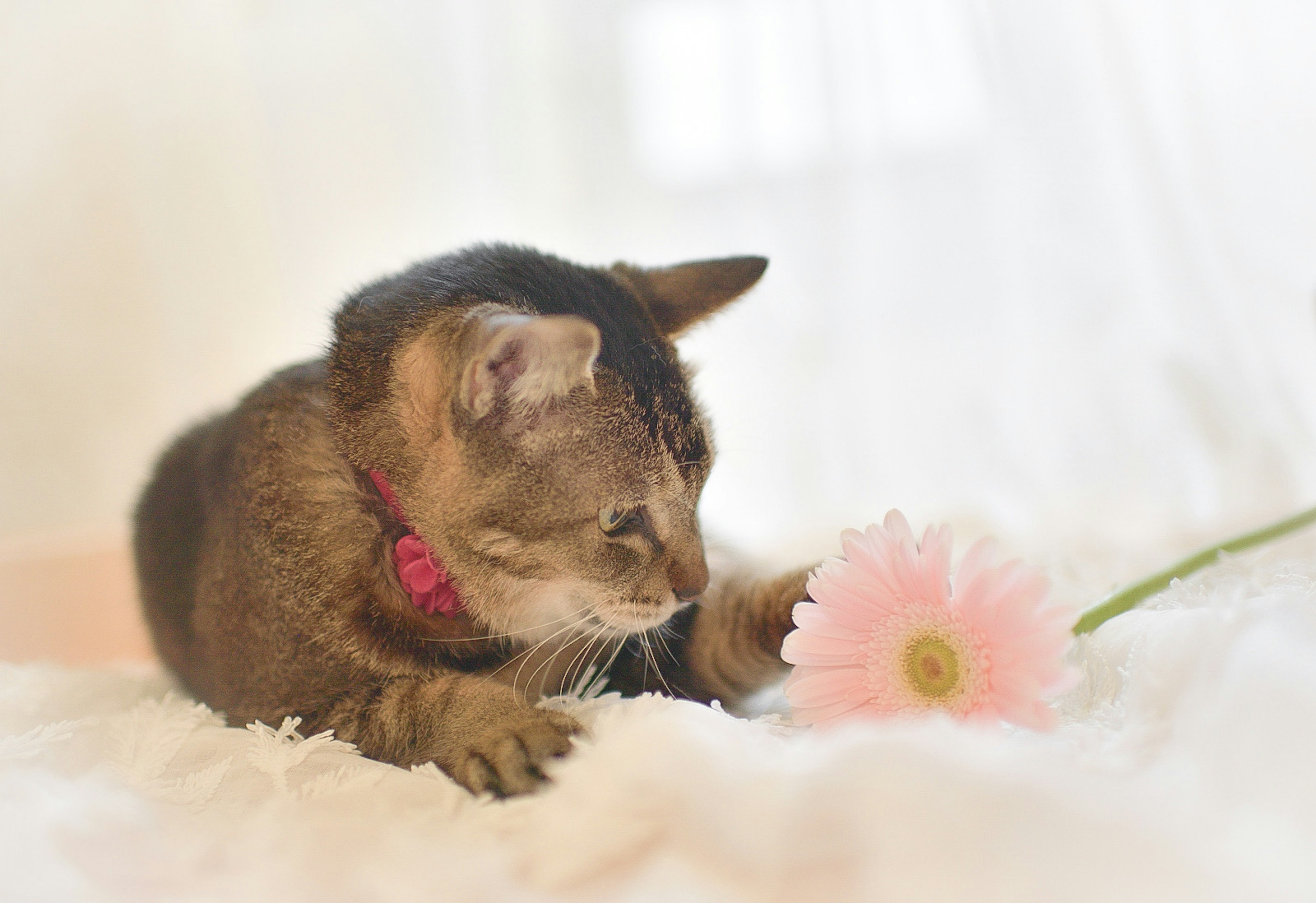 A cat gazing at a pink flower on a soft surface