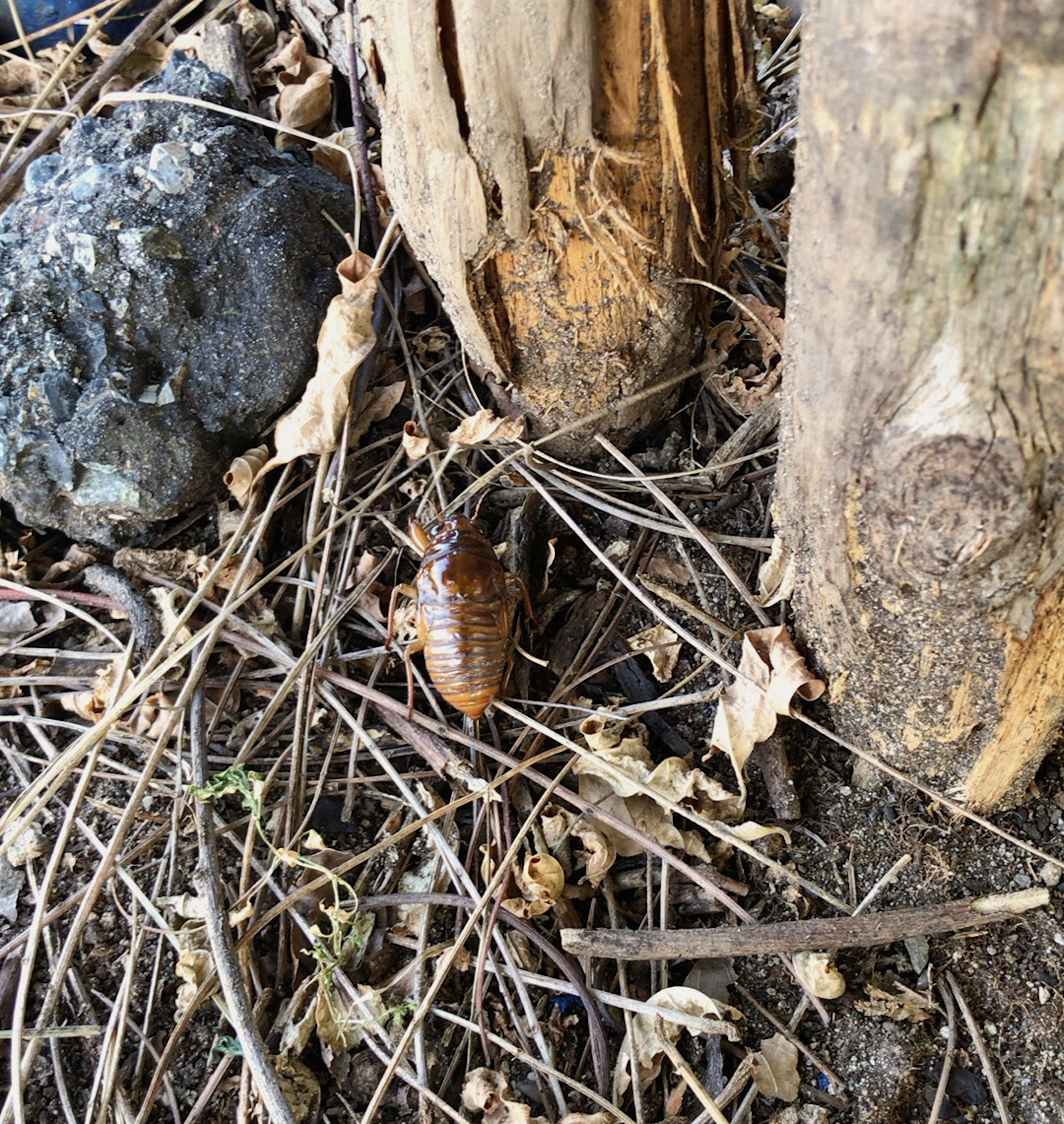 Insekt zwischen trockenem Gras und Holzstämmen auf dem Boden