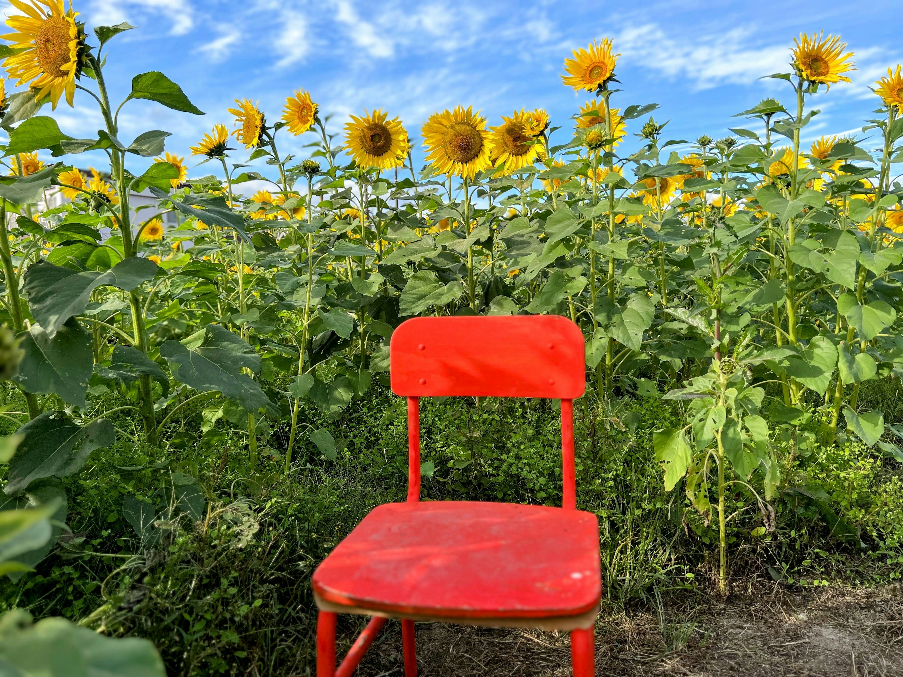 Ein roter Stuhl in einem Sonnenblumenfeld