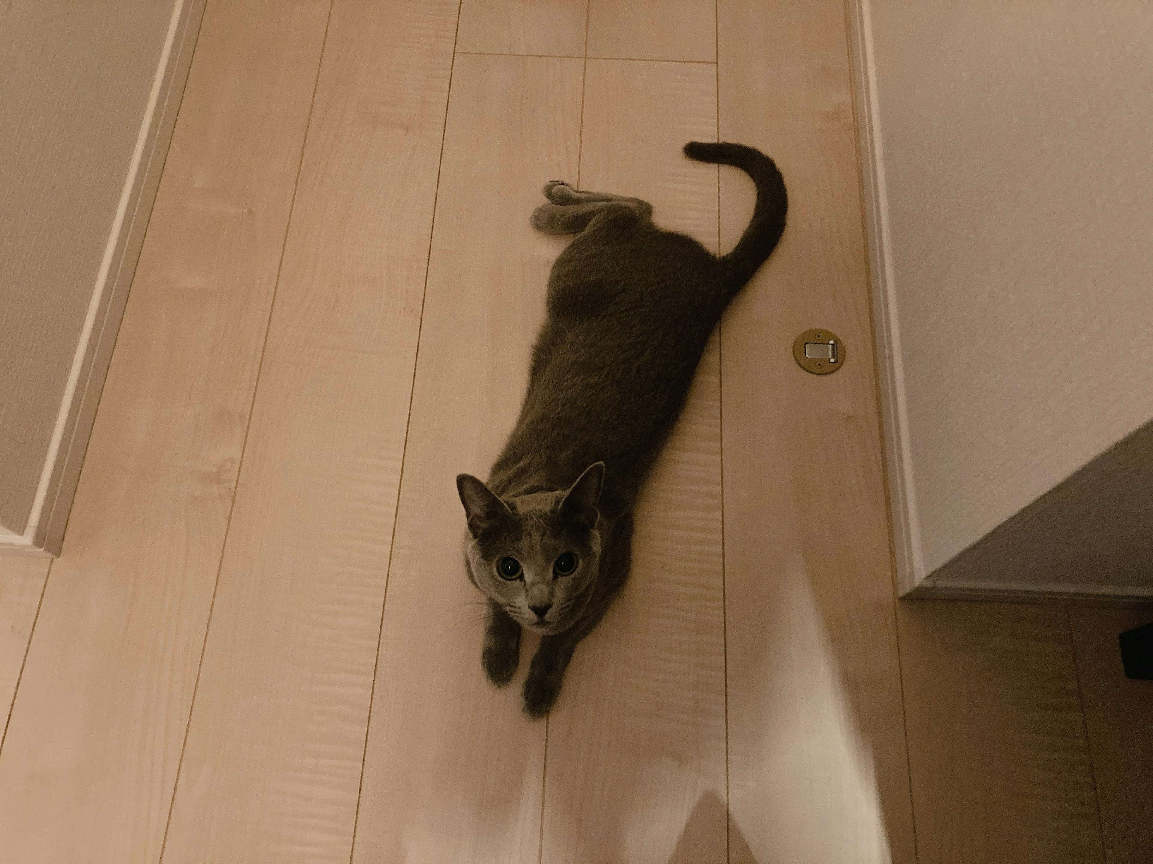 Chat gris allongé sur le sol en bois