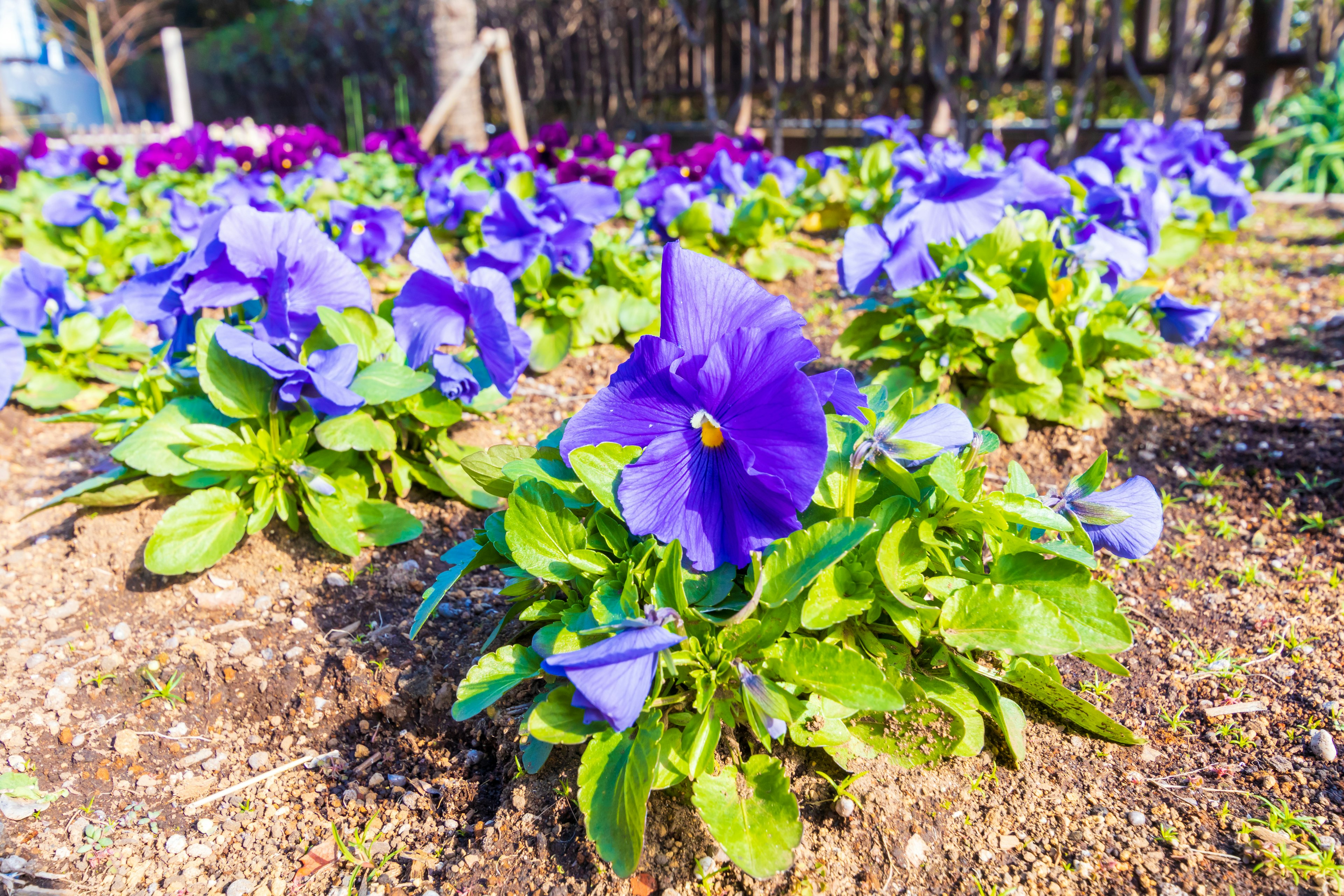 Eine Gartenszene mit blühenden lila Stiefmütterchen