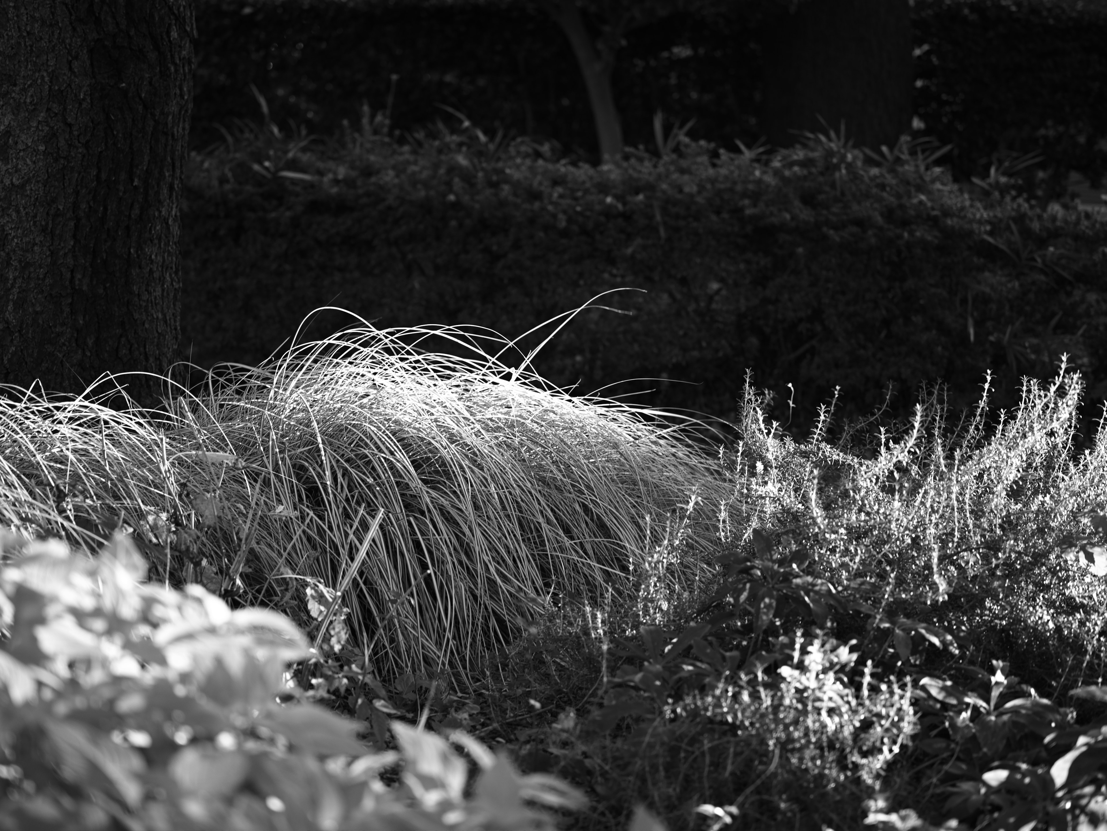 Scène de jardin en noir et blanc avec de l'herbe texturée et des buissons