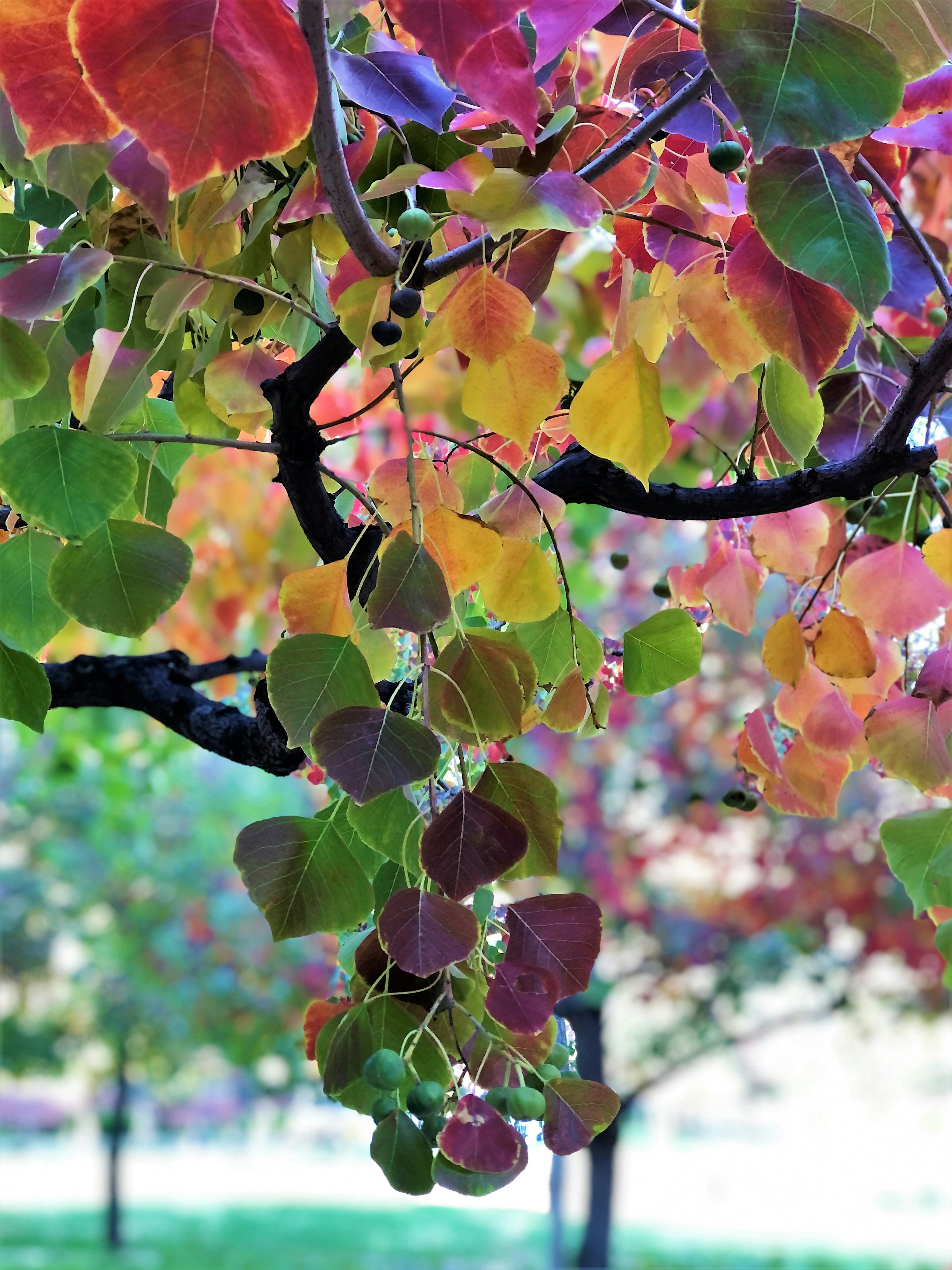 Gros plan sur des feuilles colorées sur une branche d'arbre