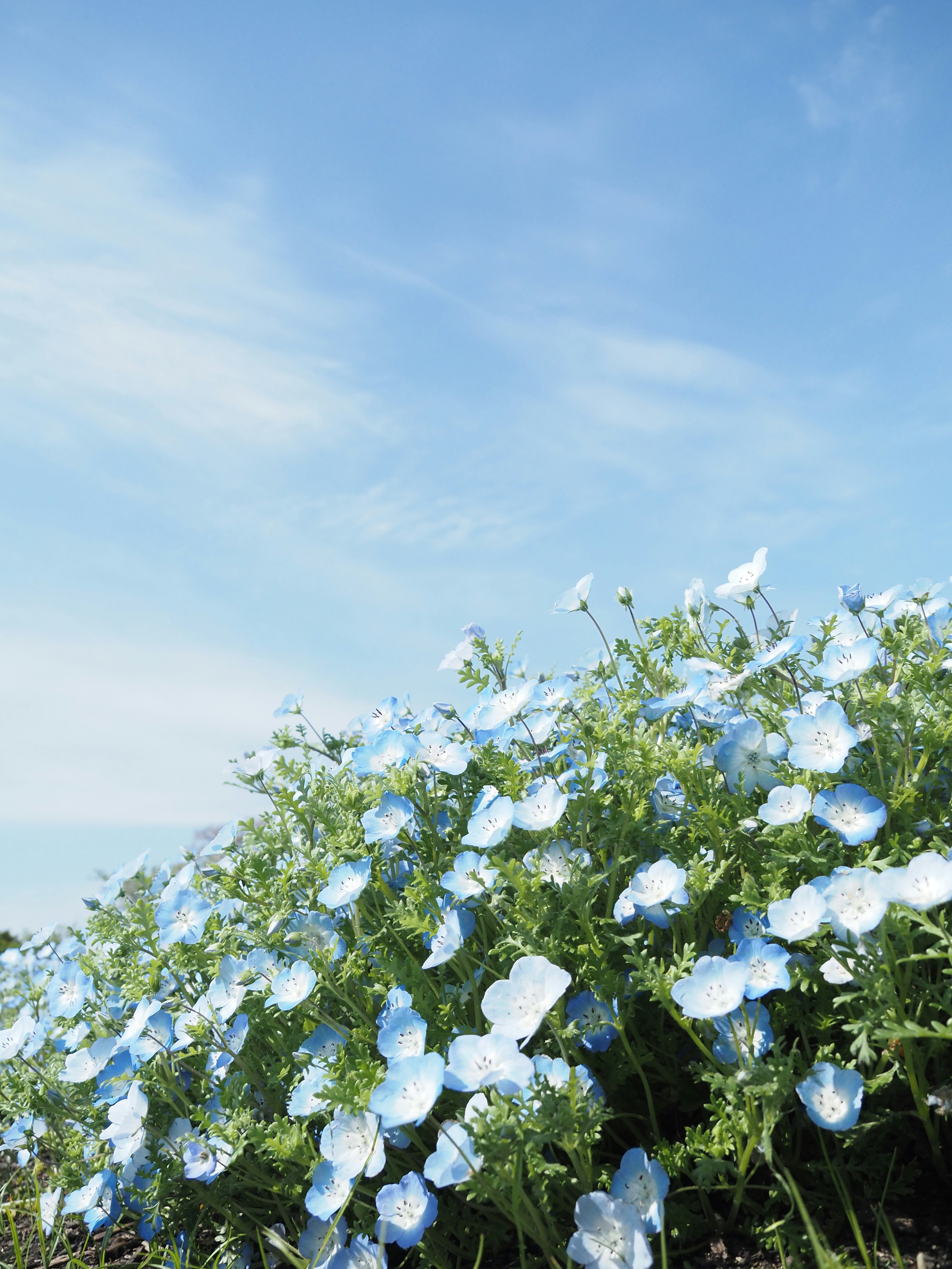 Champ de fleurs bleues sous un ciel bleu clair