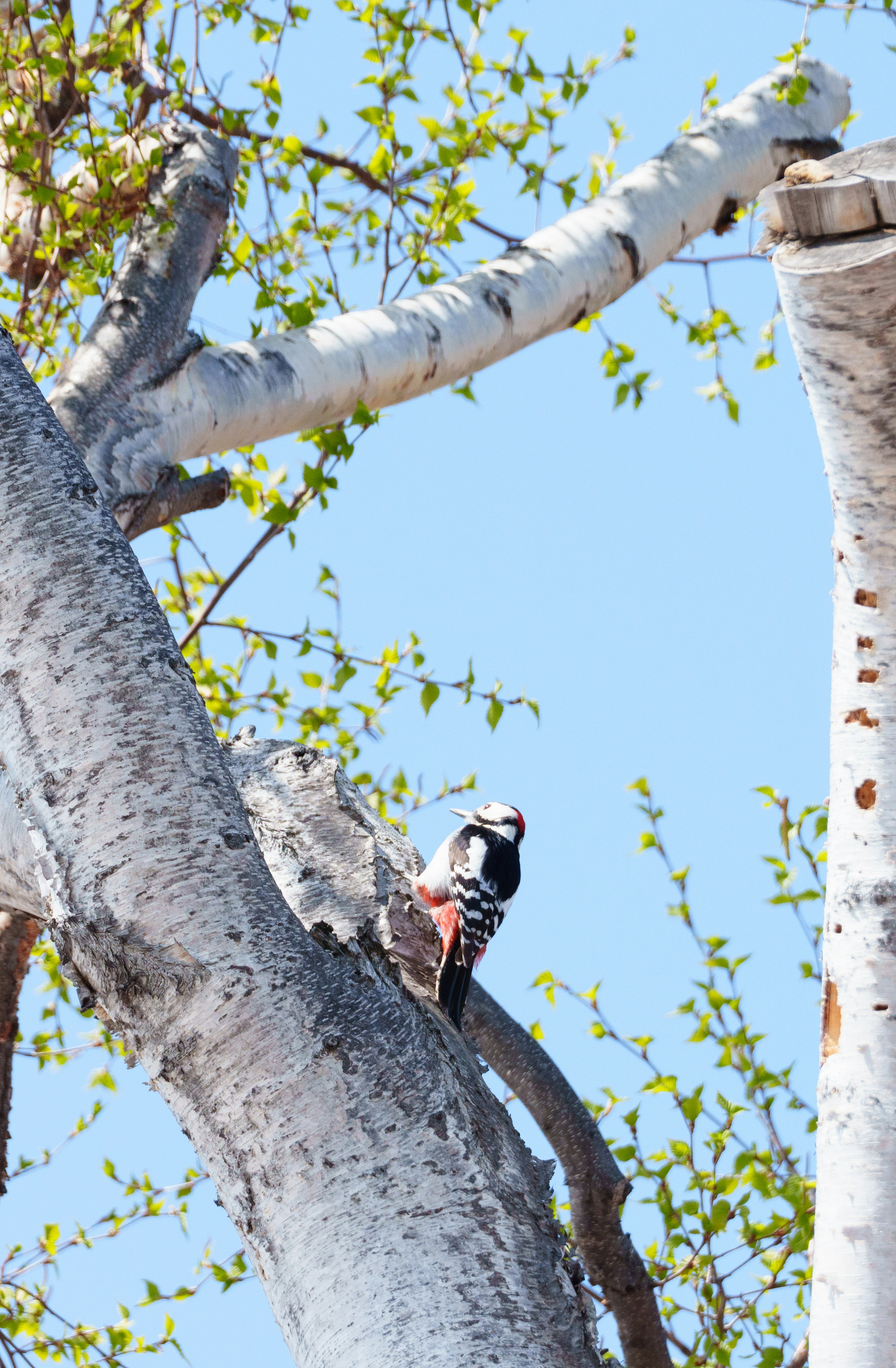 Pájaro carpintero en un árbol de abedul con cielo azul claro