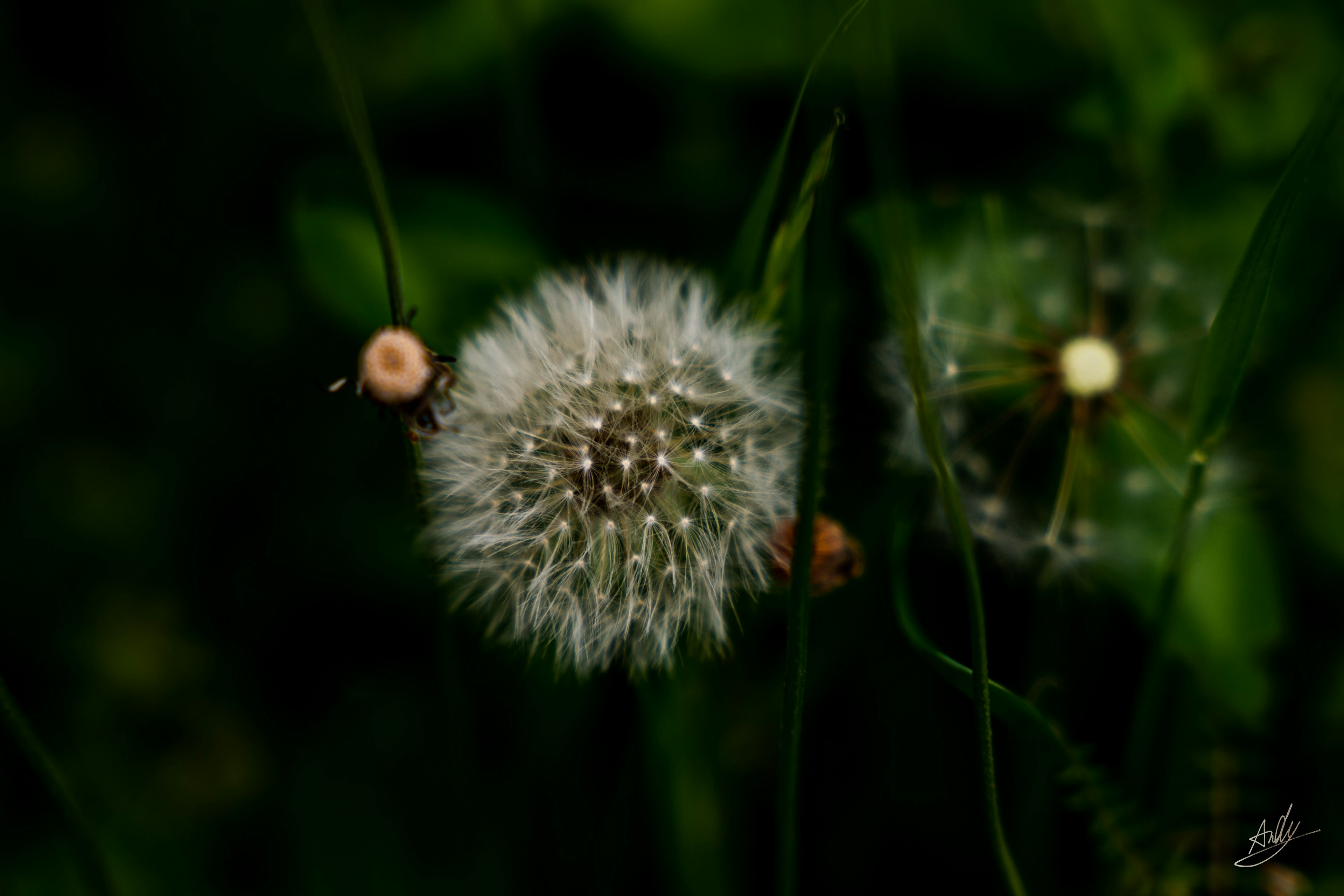 White dandelion seeds contrasting against a green background