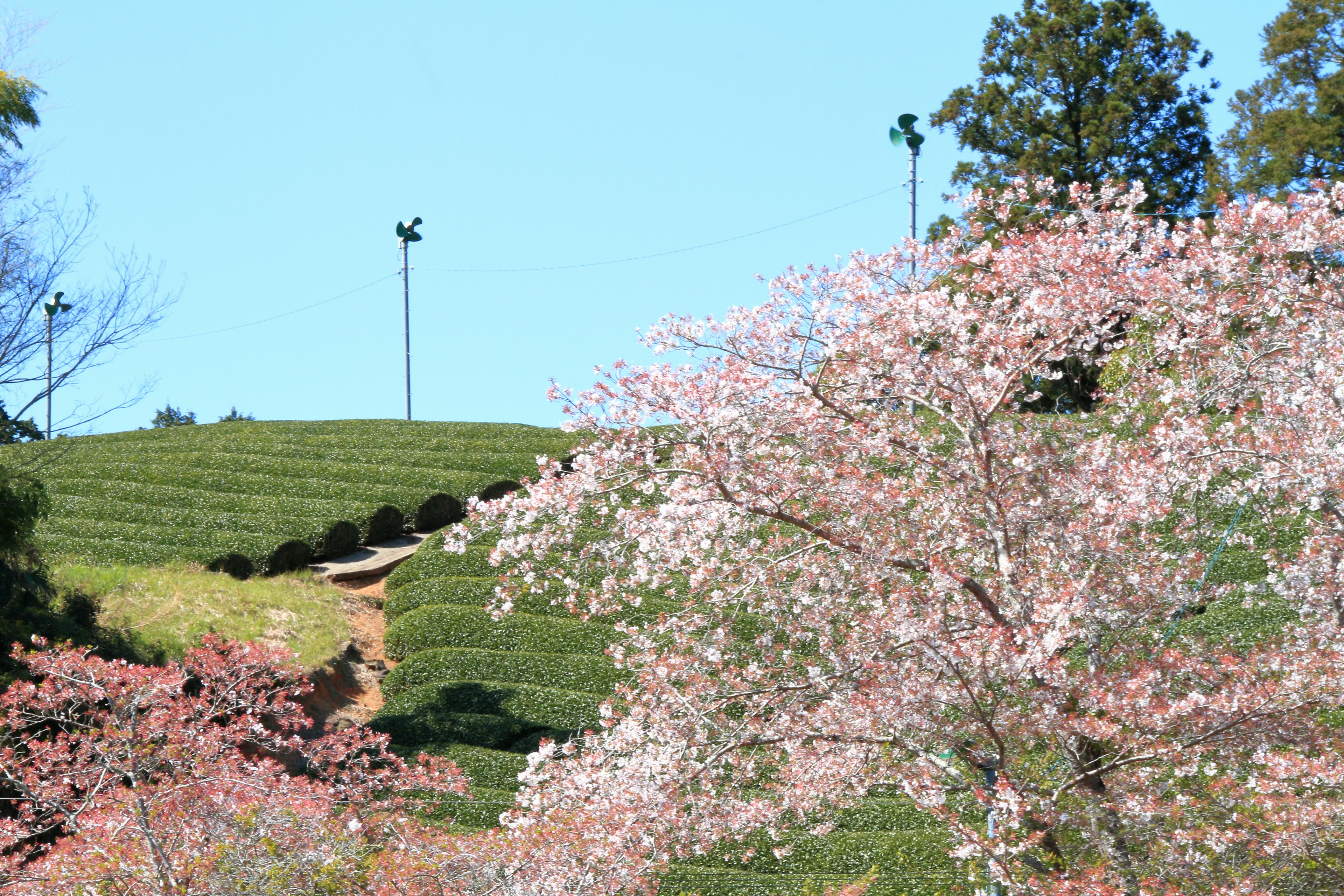 盛开的樱花与绿色丘陵的风景