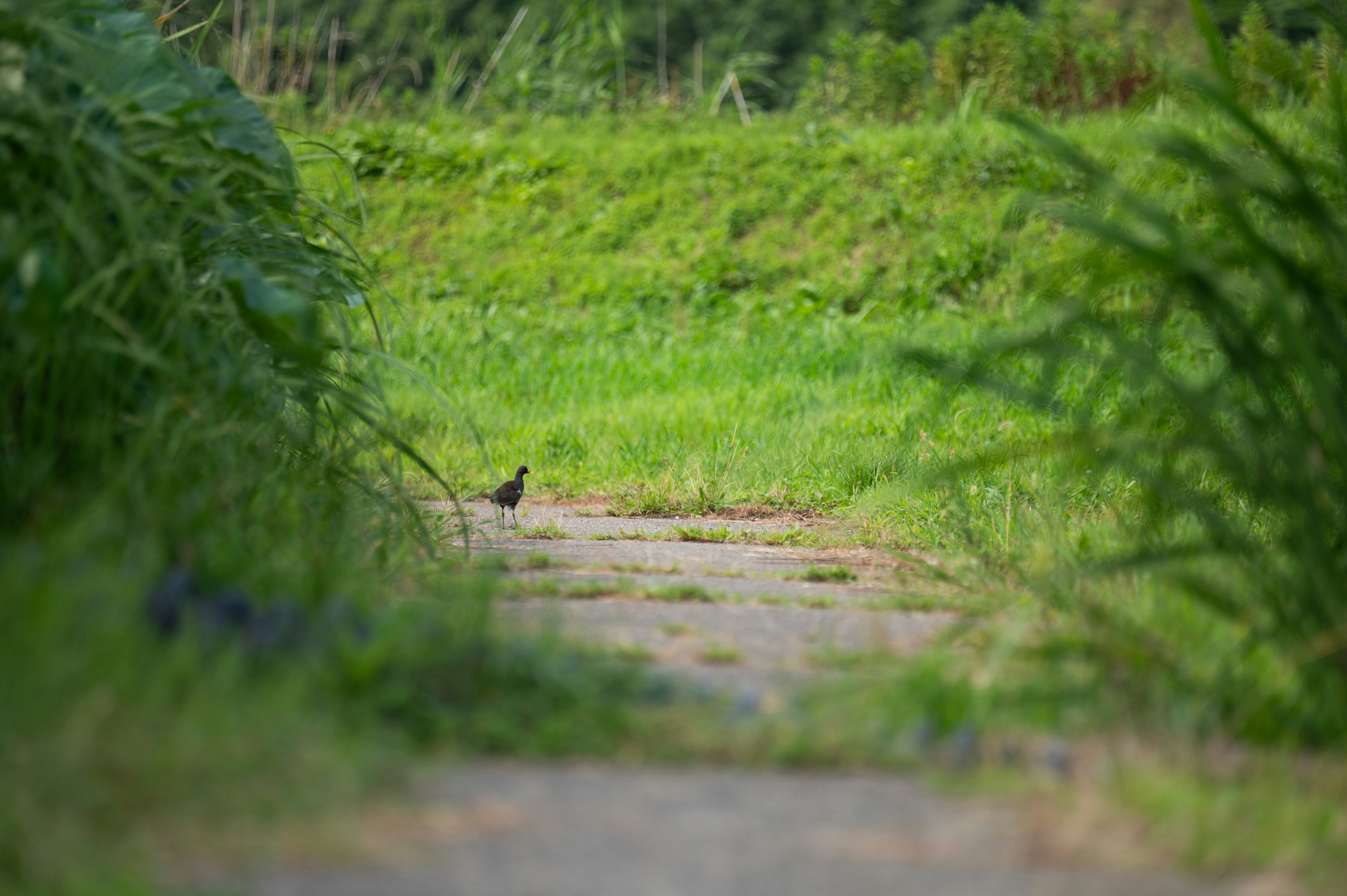 緑の草地と舗装された道の風景 遠くに小さな黒い鳥が見える