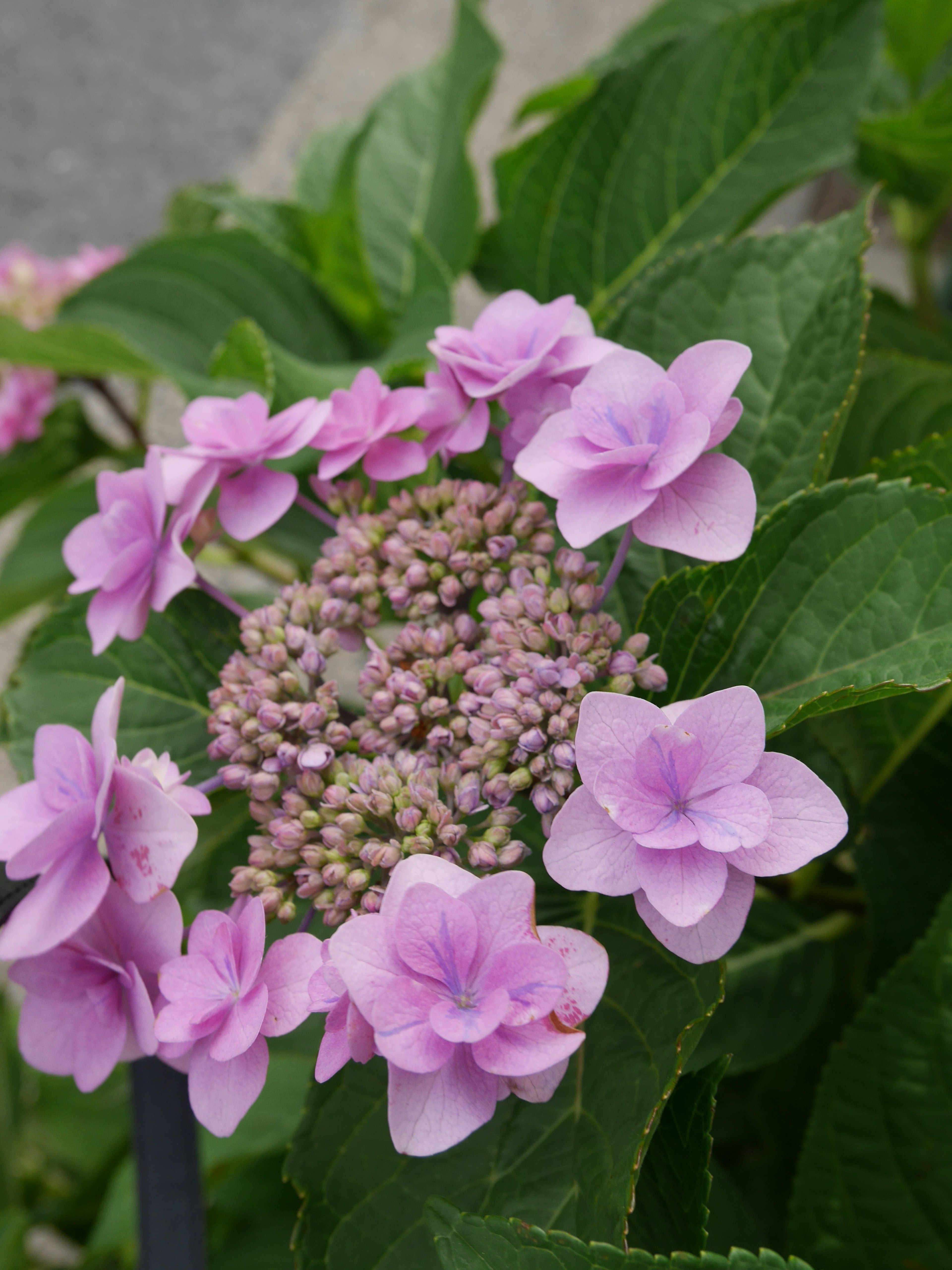 Blütencluster der Hortensie mit lila Blütenblättern und grünen Blättern