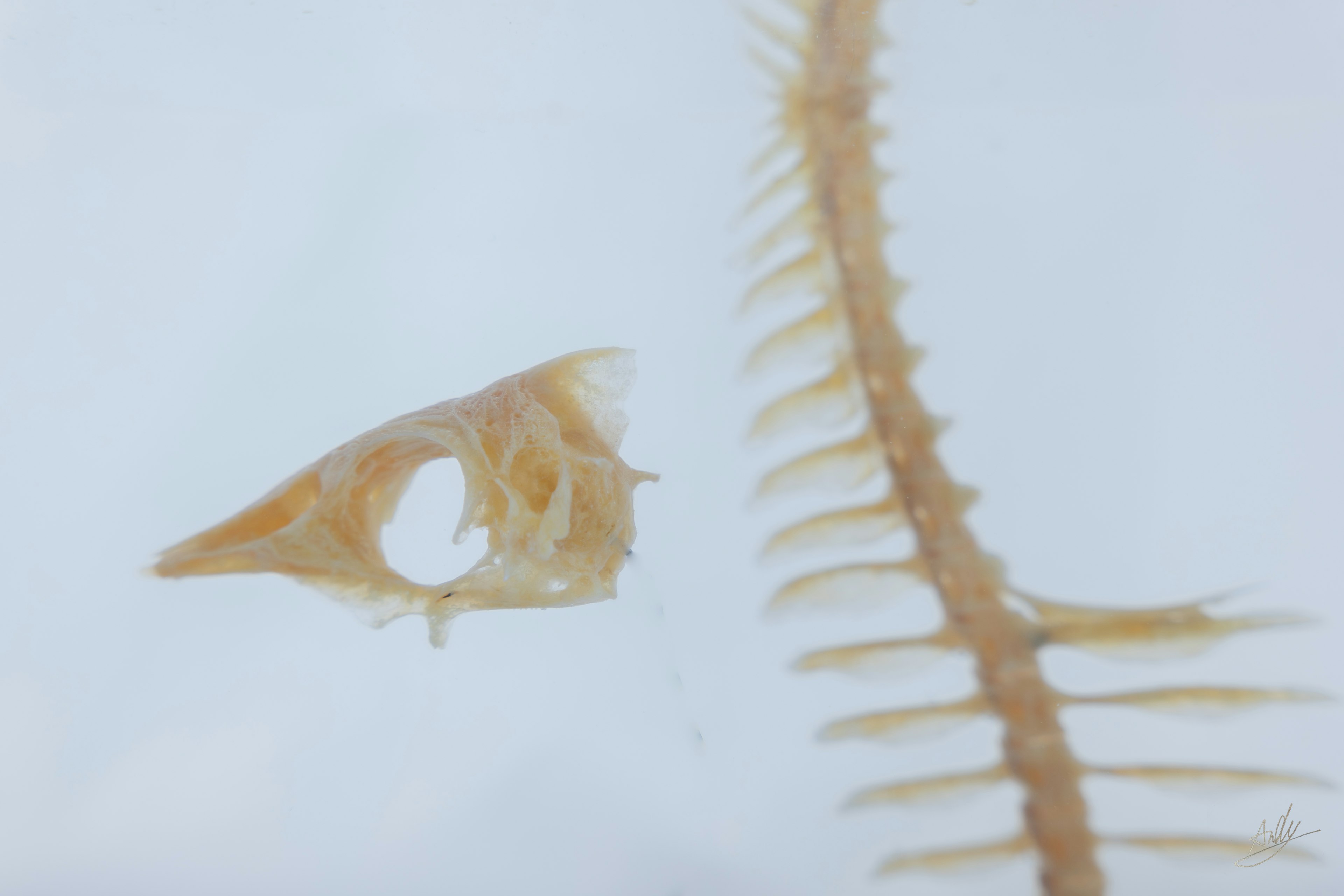 Cráneo de pez y columna vertebral flotando en agua clara