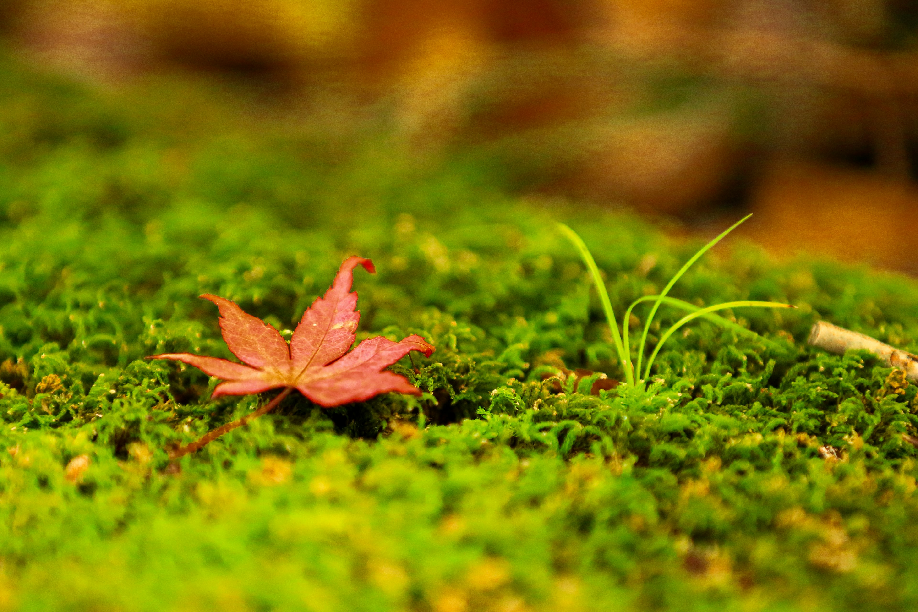 Pemandangan alami yang tenang dengan daun maple merah dan rumput tipis di atas lumut hijau