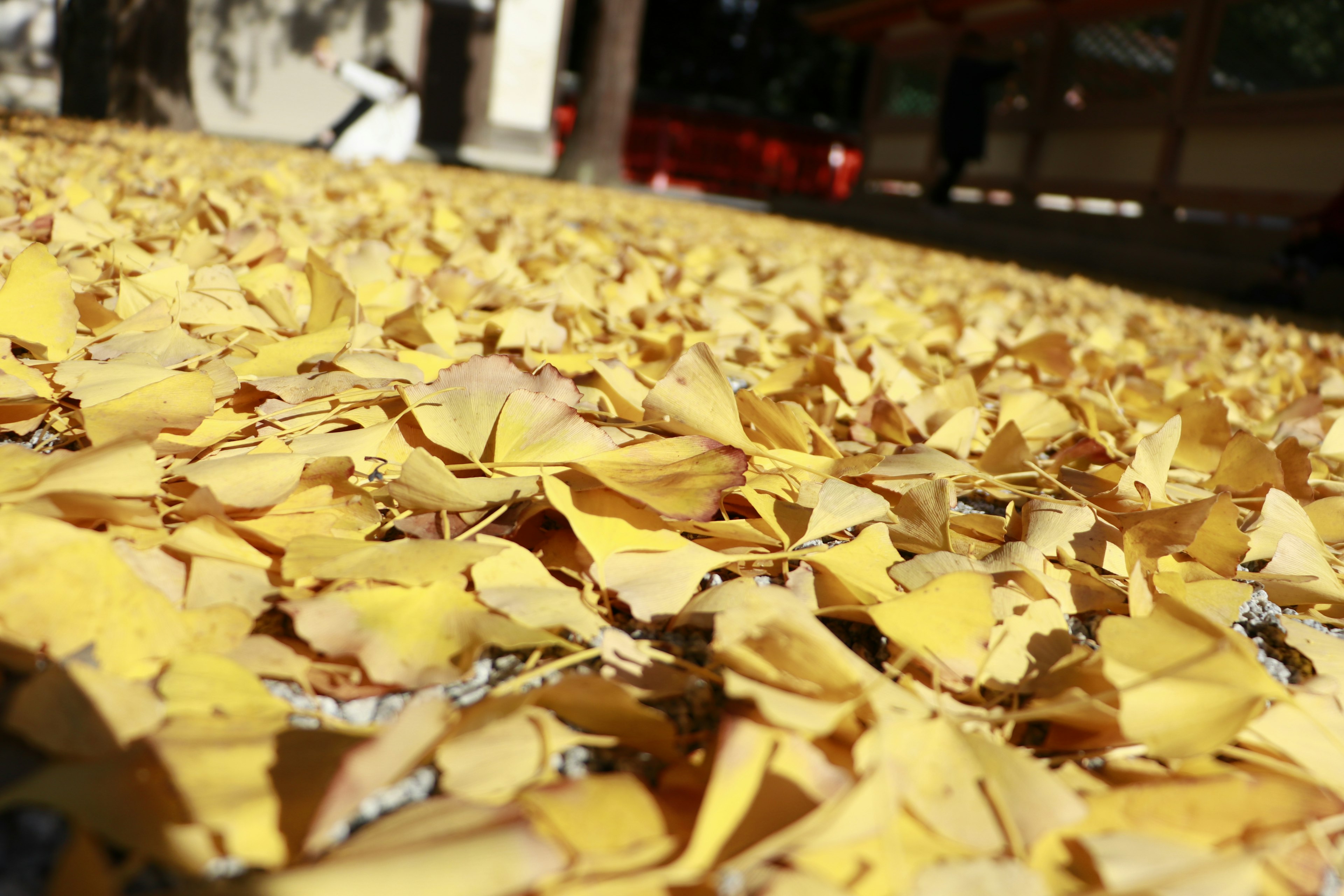 Un sol couvert de feuilles jaunes tombées