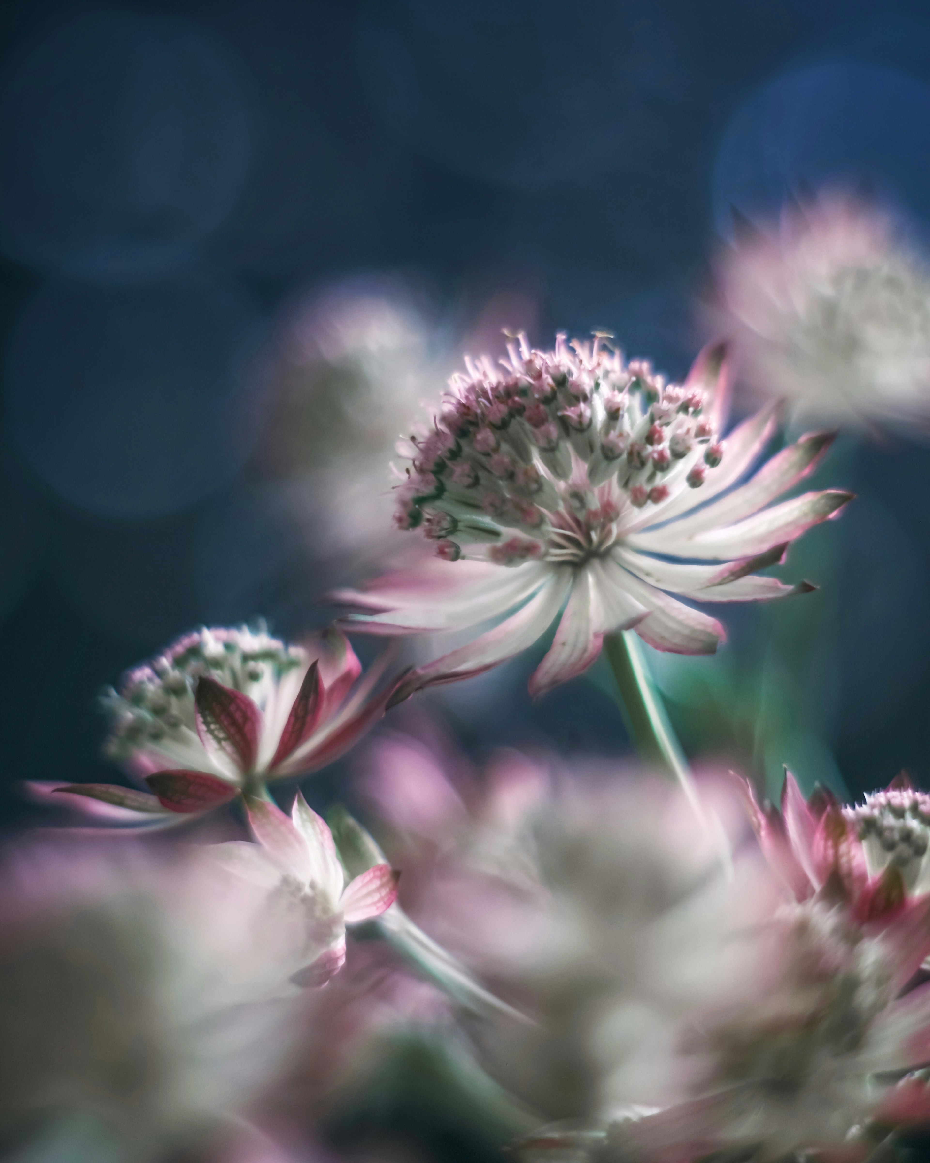 Immagine bella di fiori dai colori tenui su sfondo sfocato