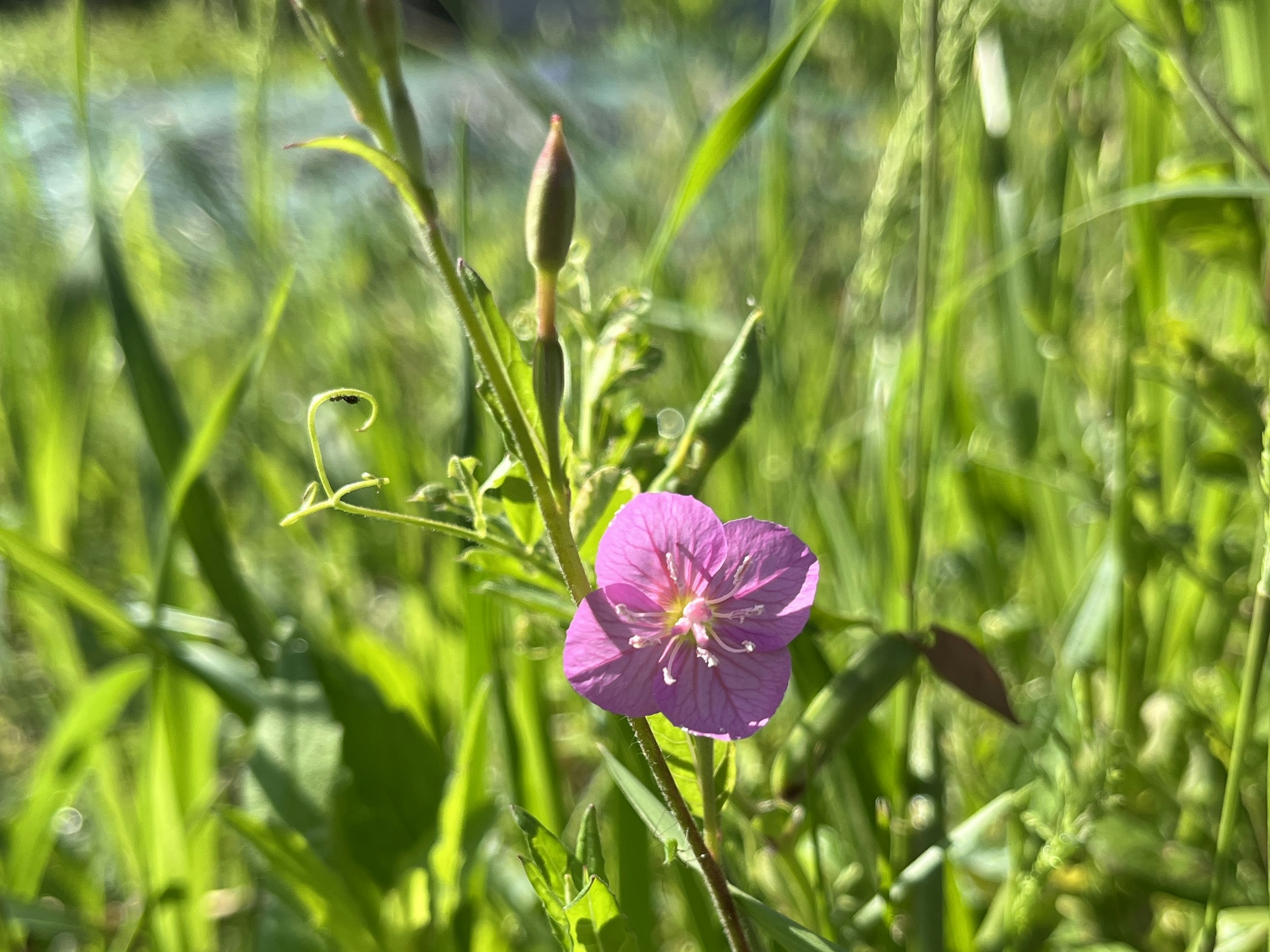 A detailed view of a pink flower blooming amidst green grass