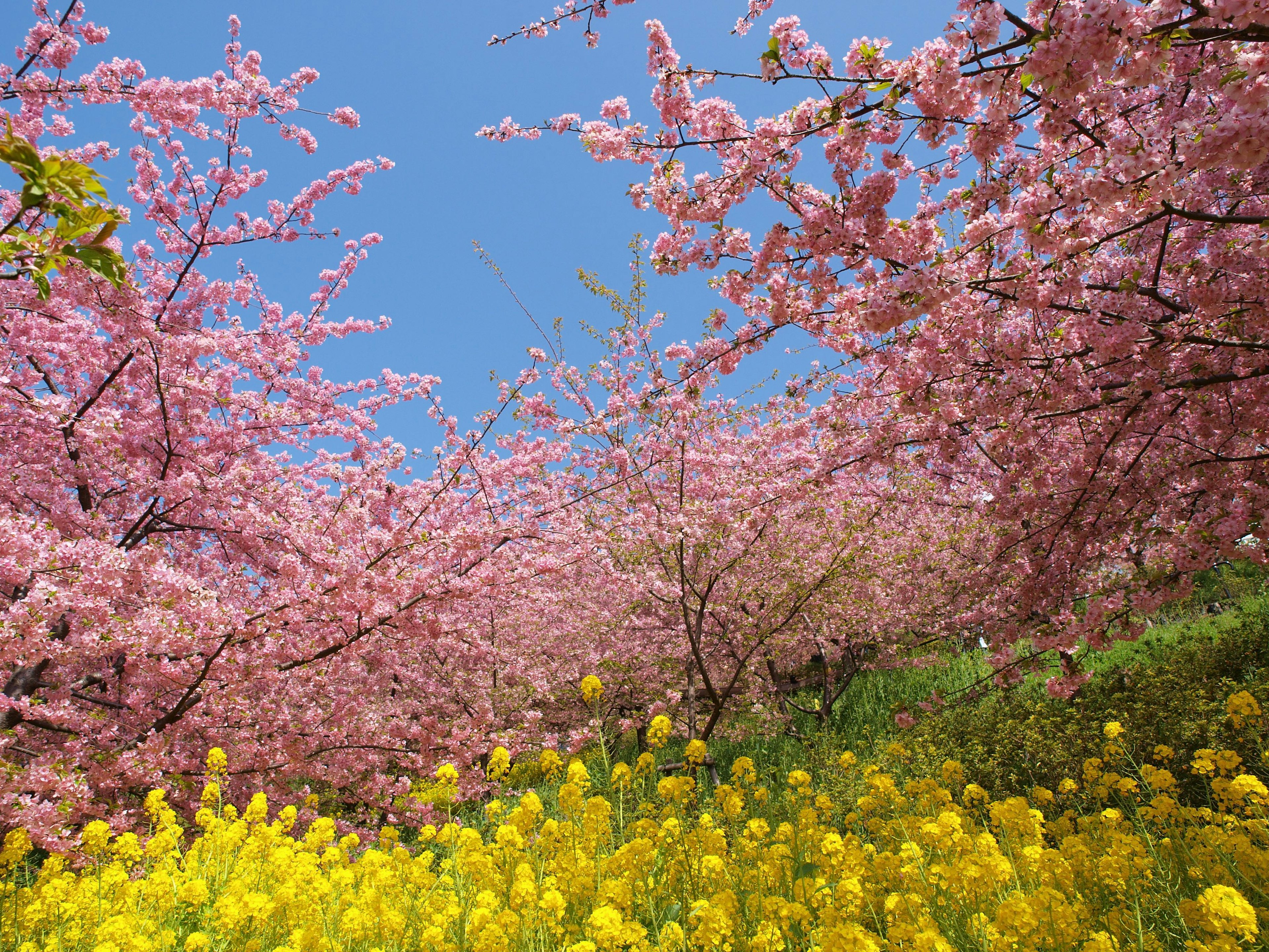 Kirschblüten in rosa Blüte mit gelben Rapsblumen unter einem blauen Himmel