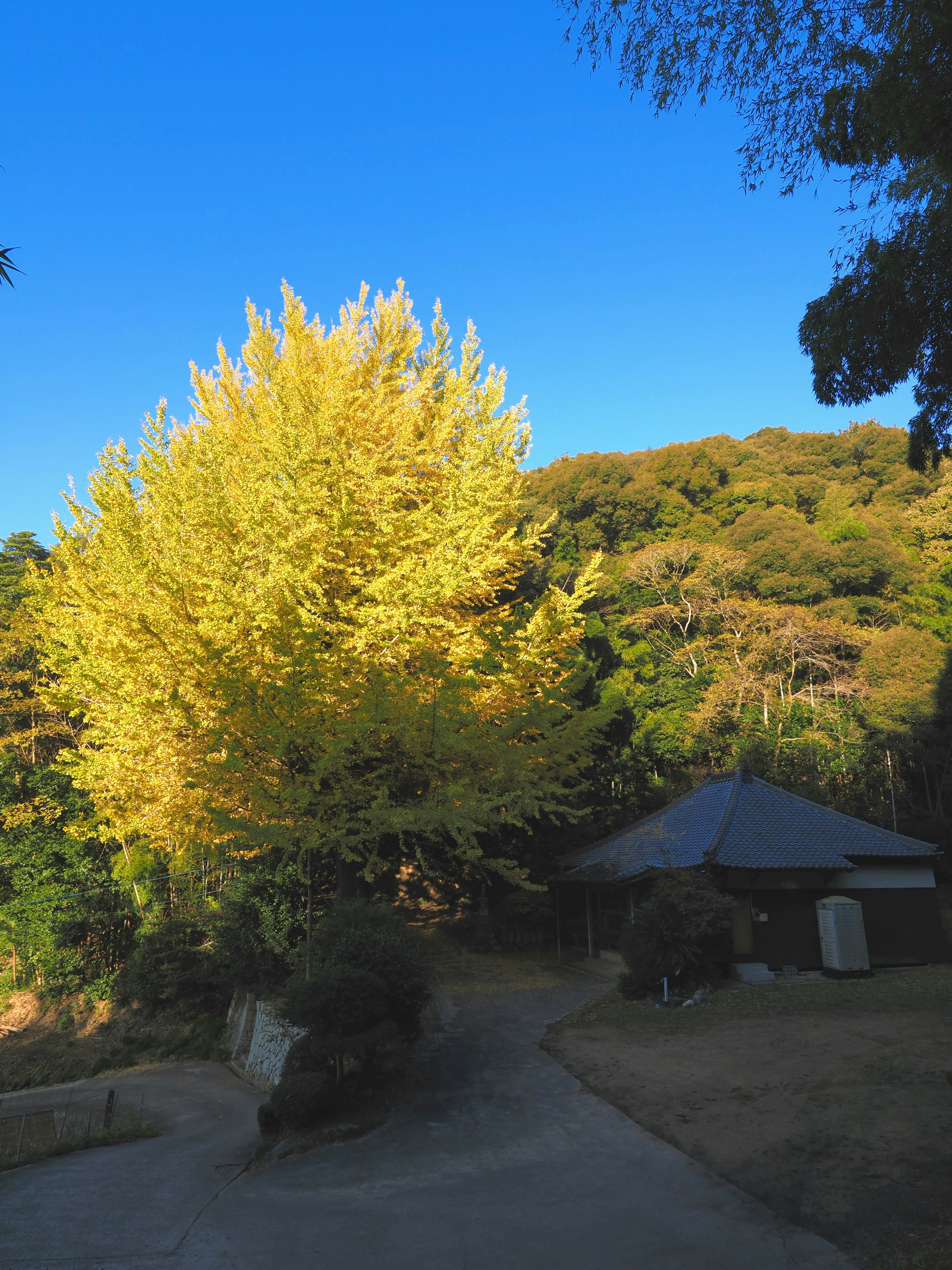 Vue pittoresque d'un arbre jaune et d'une petite maison sous un ciel bleu