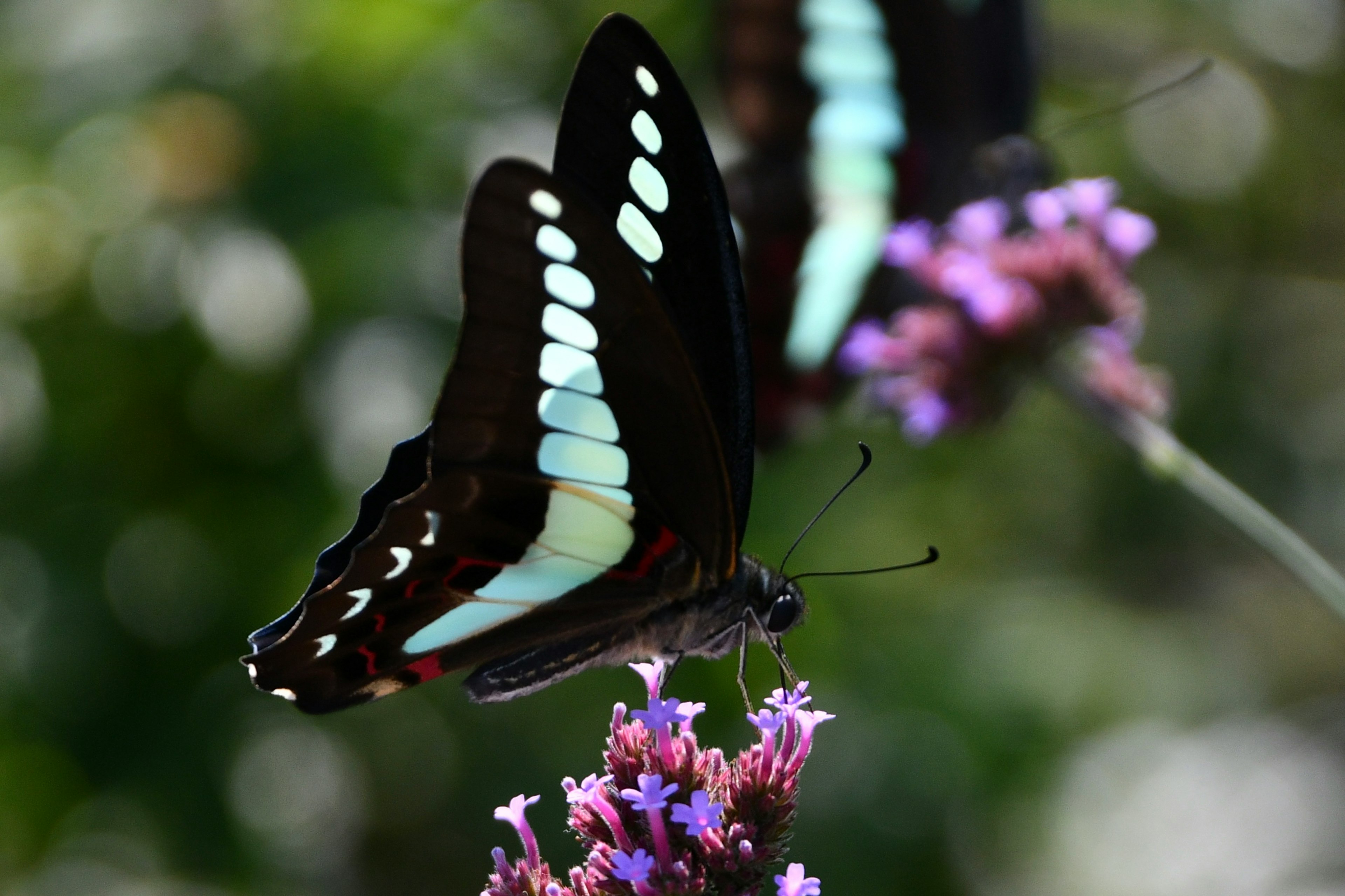 Un beau papillon noir posé sur des fleurs violettes