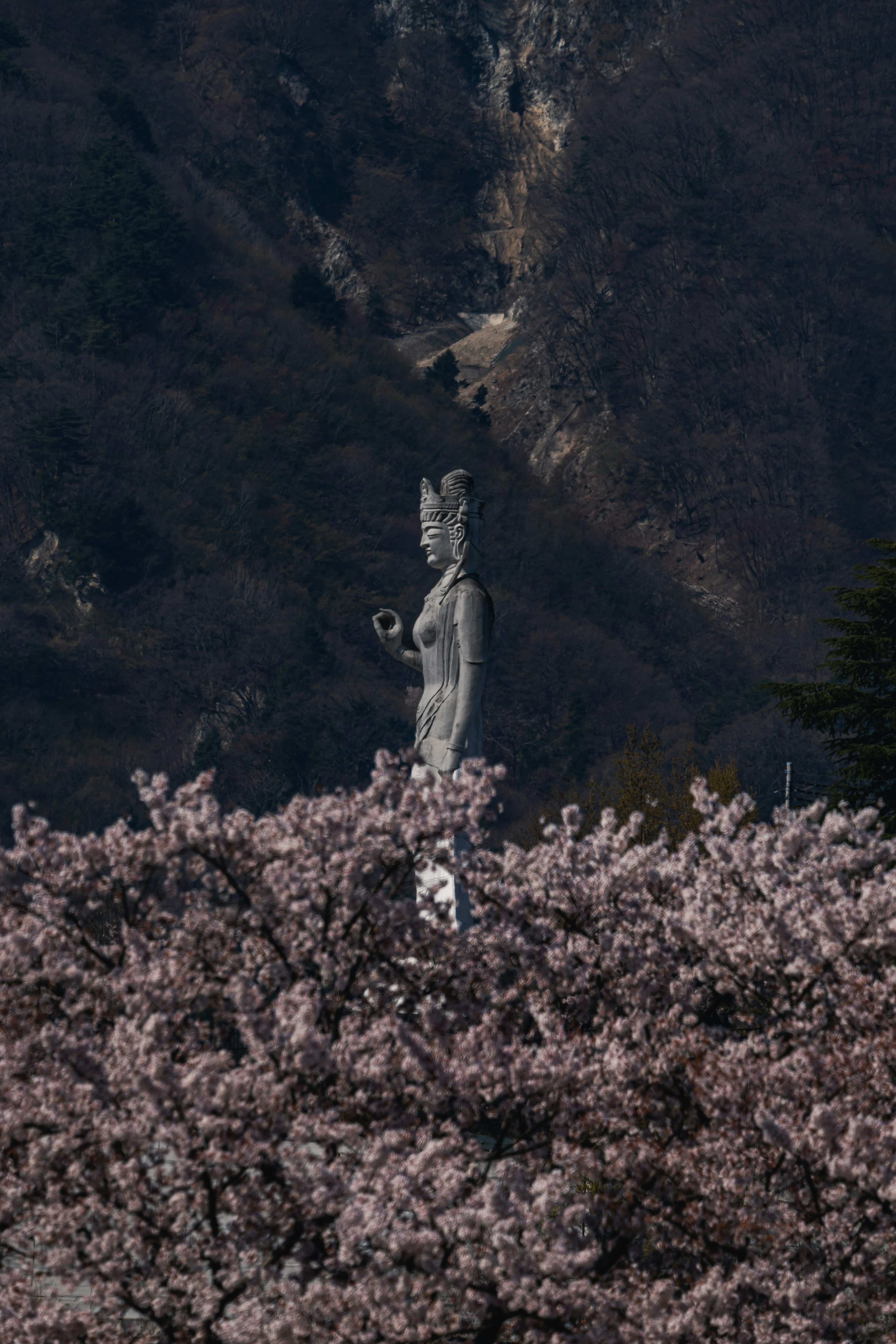 Patung putih besar terlihat di antara pohon sakura dan gunung