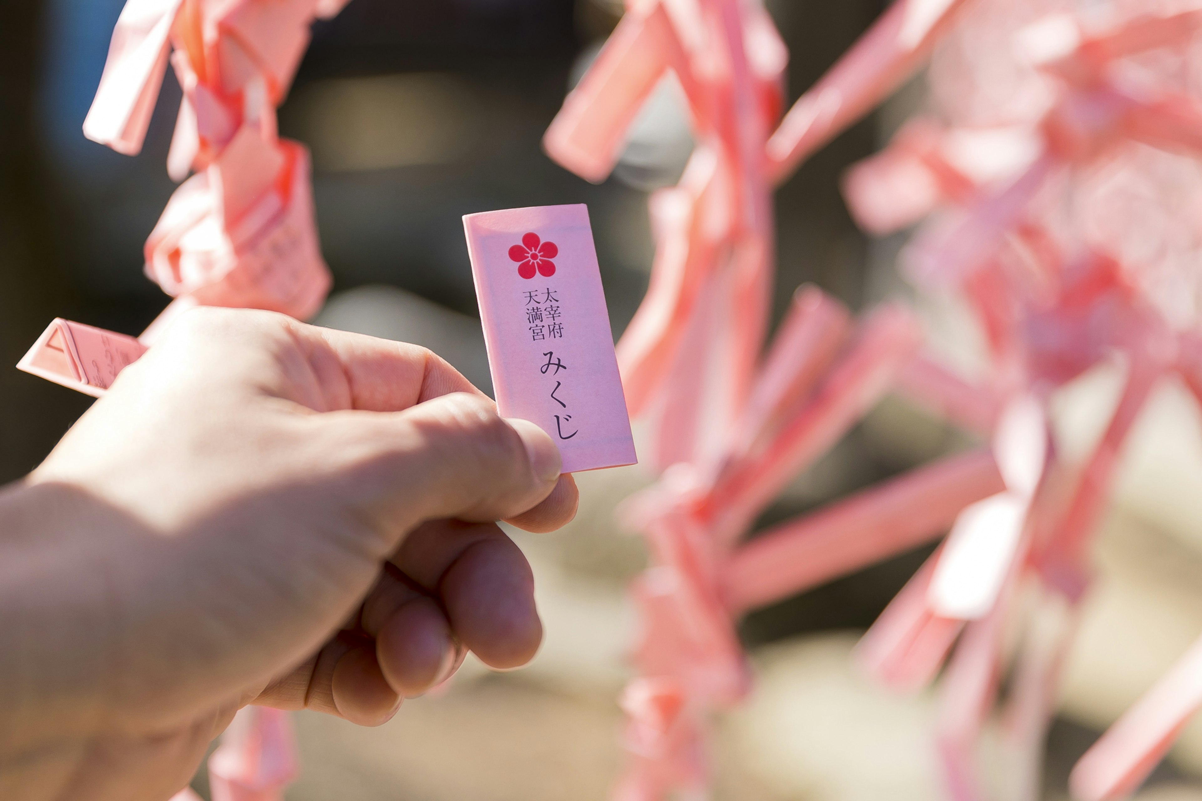 A hand holding a pink wish tag among other pink tags hanging on a branch