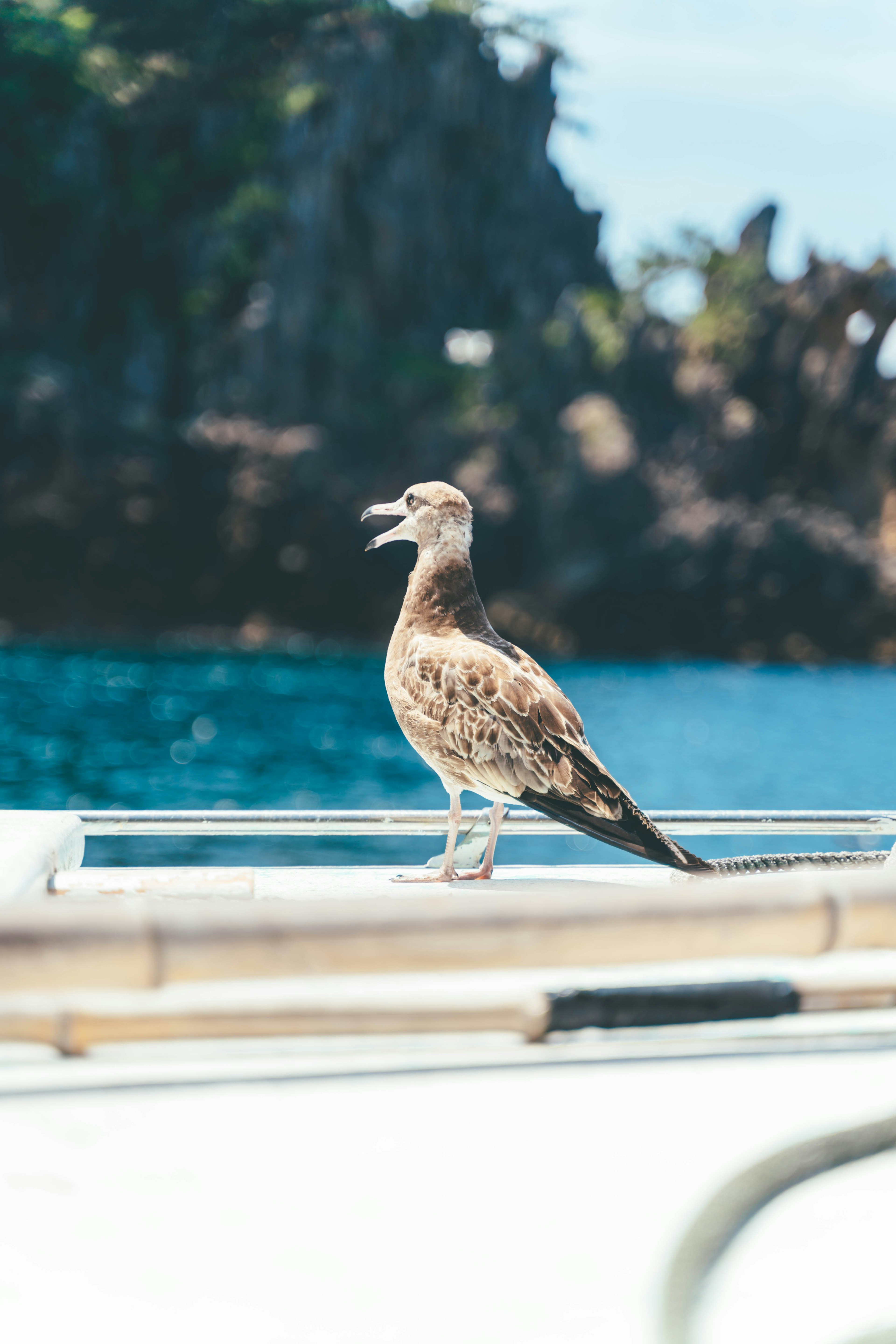 Burung berdiri dekat laut dengan latar belakang laut biru dan batu