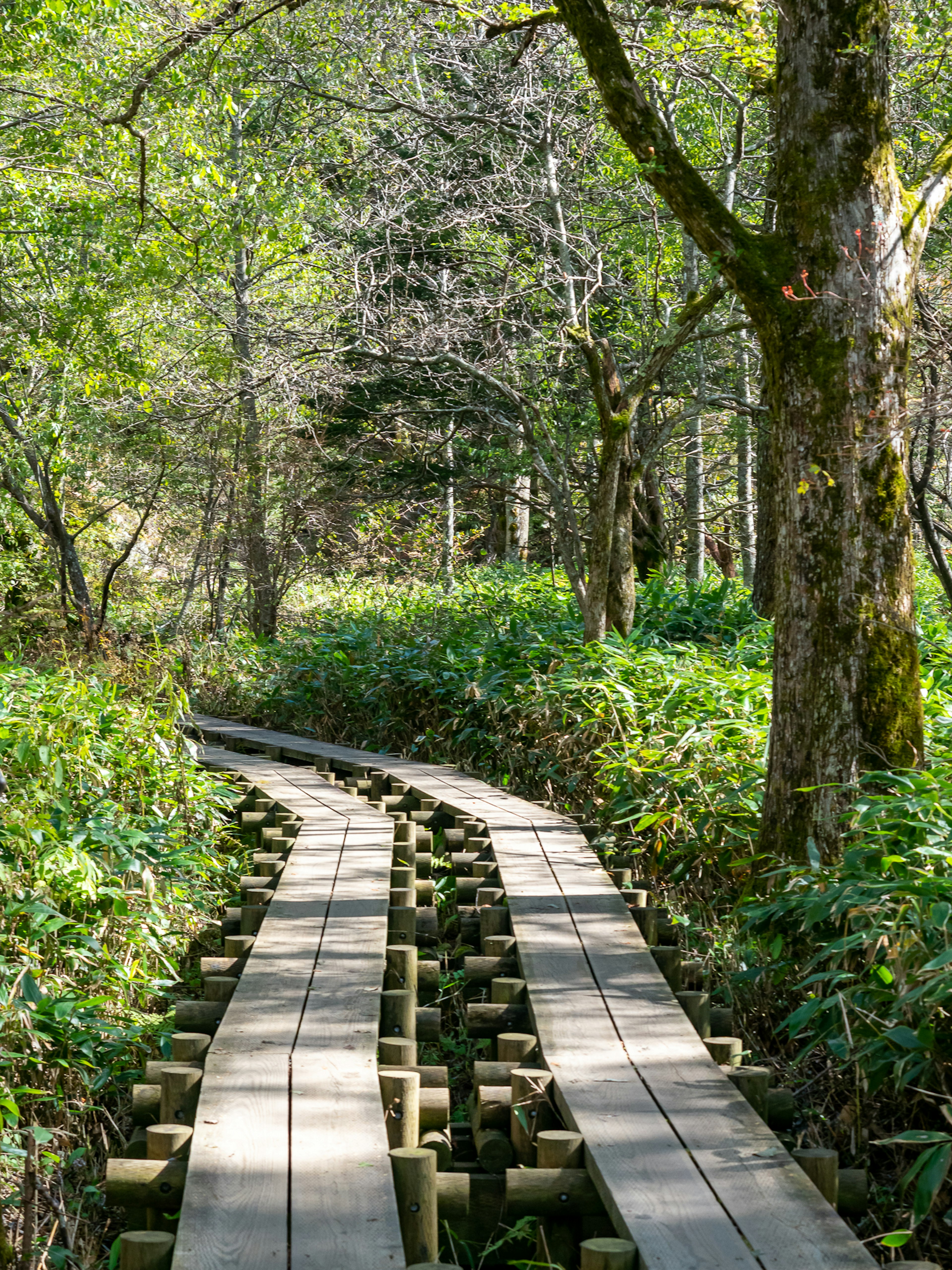 Sentier en bois serpentant à travers une forêt verdoyante