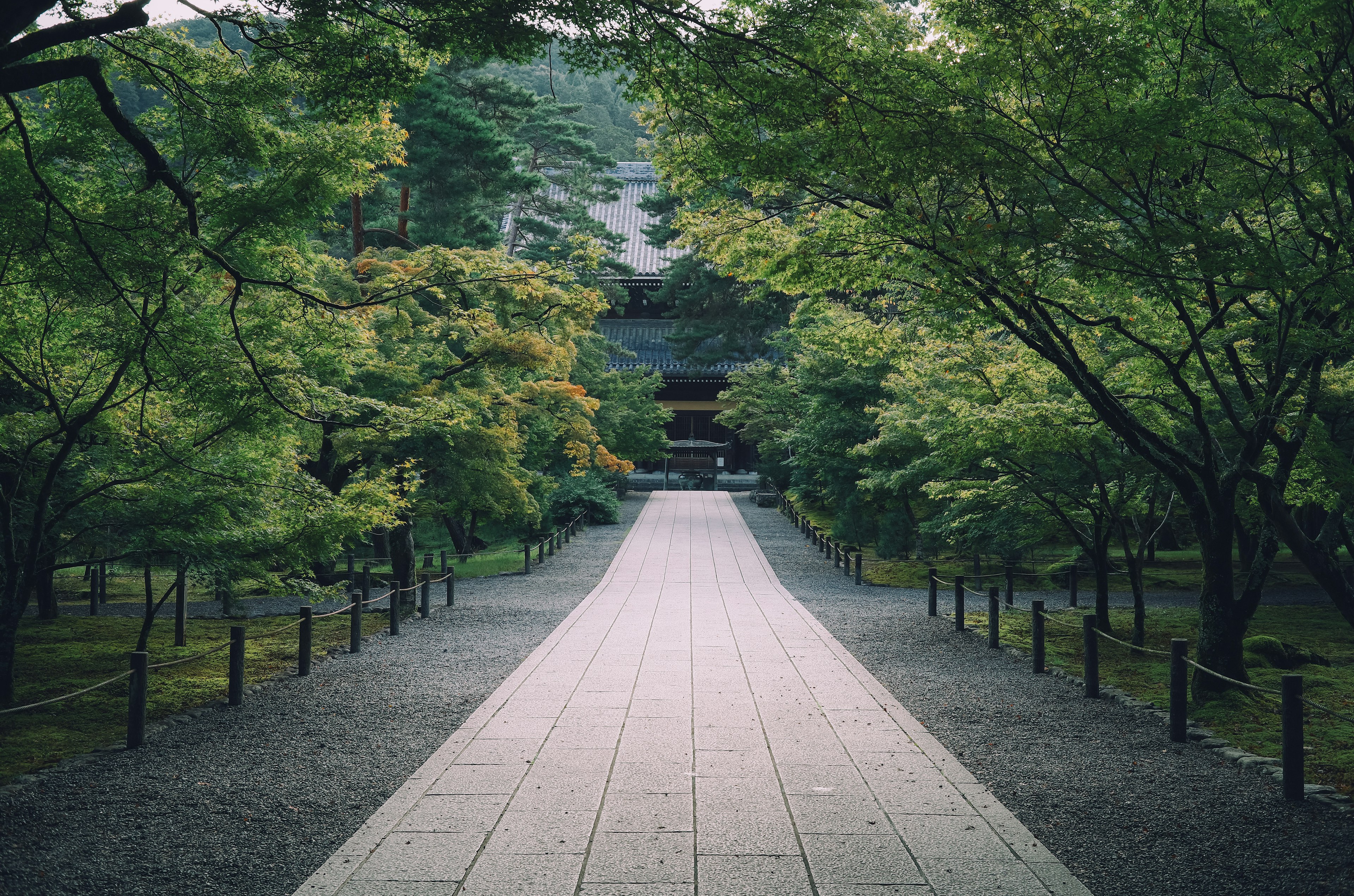 Serene pathway lined with greenery leading to a temple